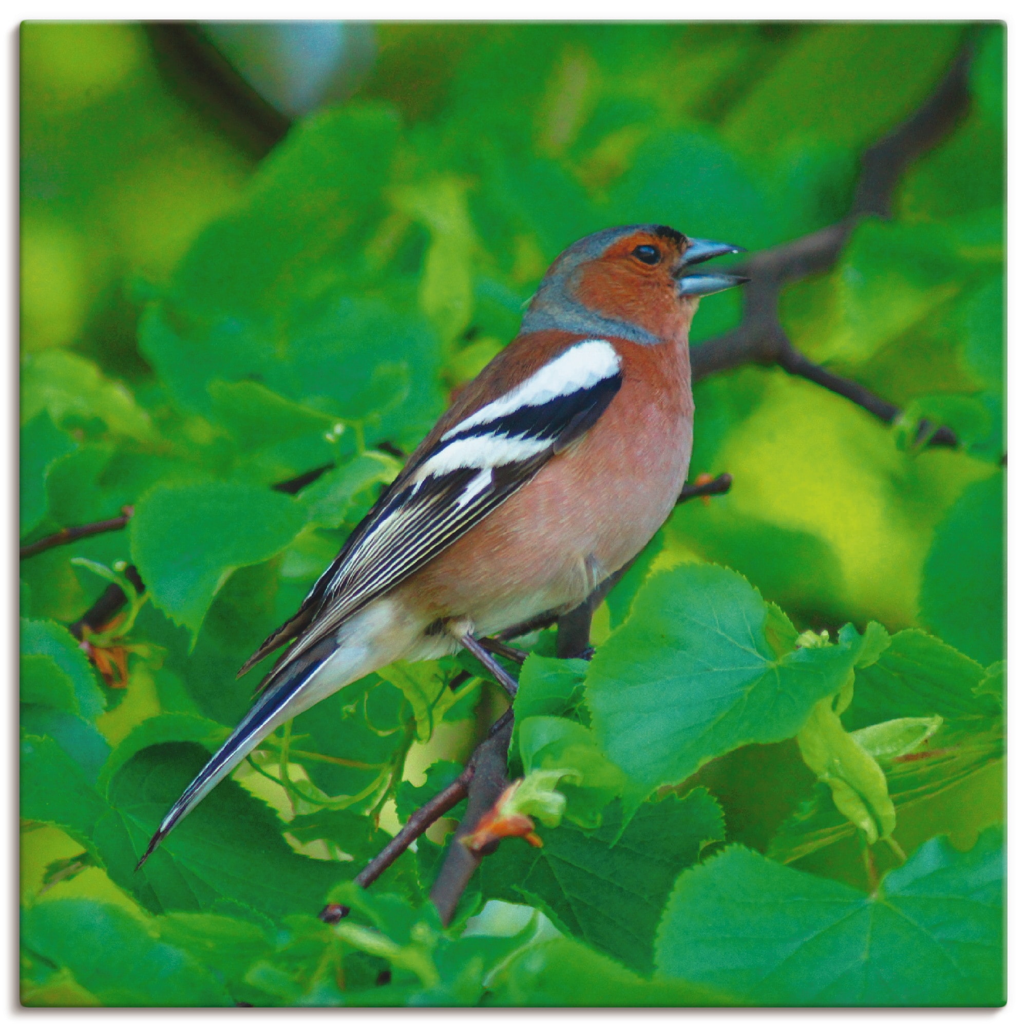 Artland Wandbild »Buchfink Lied«, Vögel, (1 St.), als Leinwandbild, Poster in verschied. Grössen