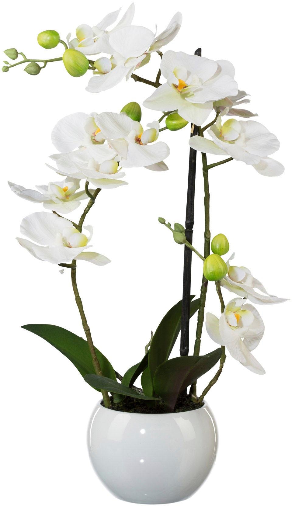 jetzt Kunstpflanze Creativ »Phalaenopsis« green kaufen