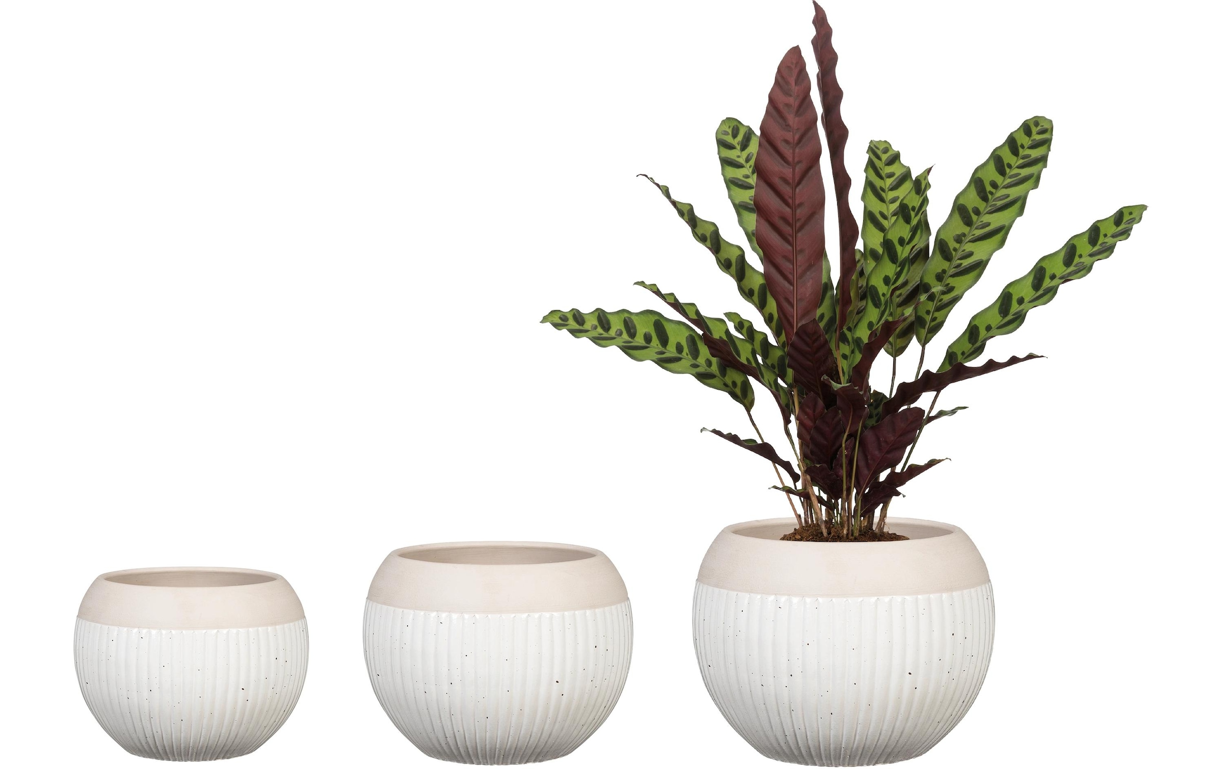 Scheurich Blumentopf »Blanco 719«
