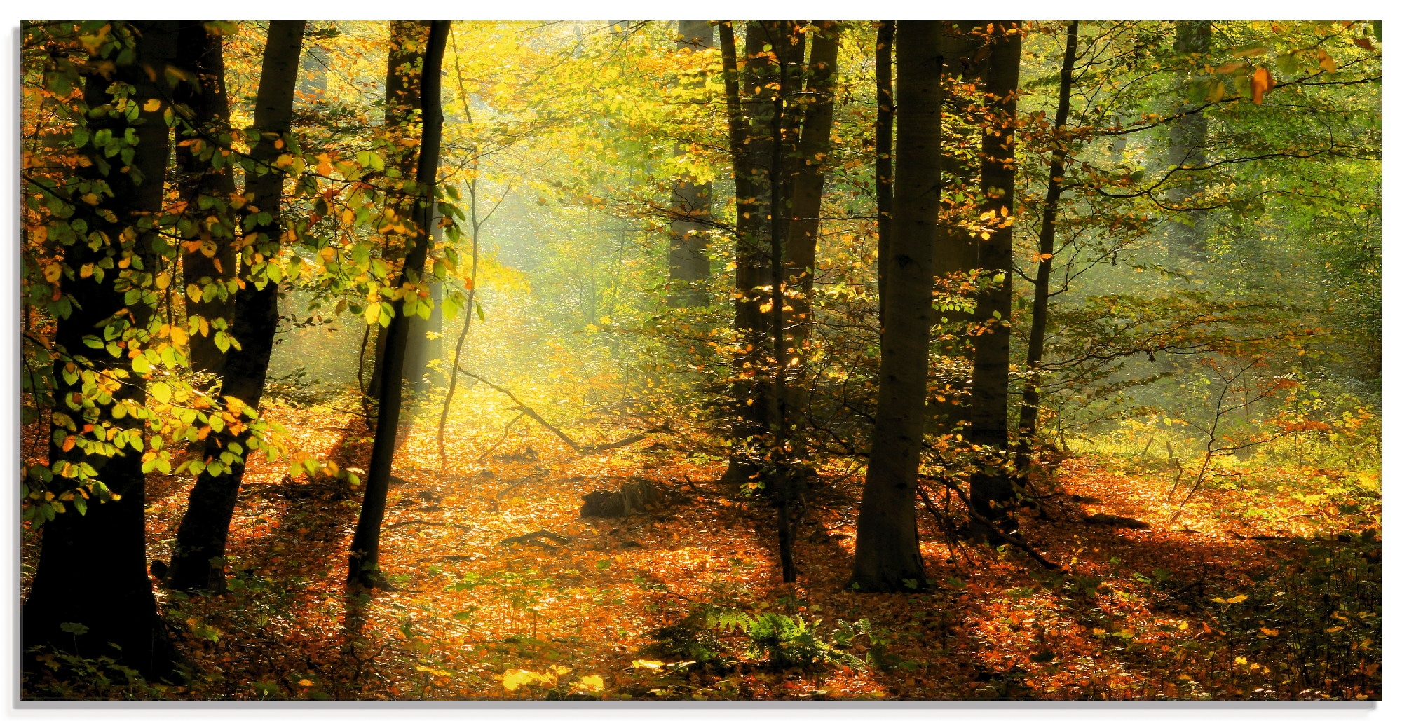 Image of Artland Glasbild "Herbstlicht im Wald" Wald 1 Stk. tlg. in verschiedenen Grössen