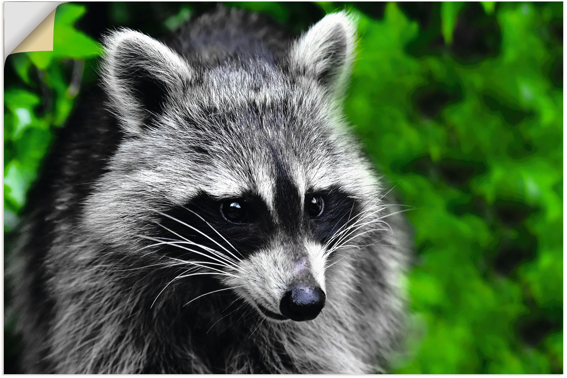Image of Artland Wandbild »Waschbär«, Wald, (1 St.), in vielen Grössen & Produktarten - Alubild / Outdoorbild für den Aussenbereich, Leinwandbild, Poster, Wandaufkleber / Wandtattoo auch für Badezimmer geeignet bei Ackermann Versand Schweiz