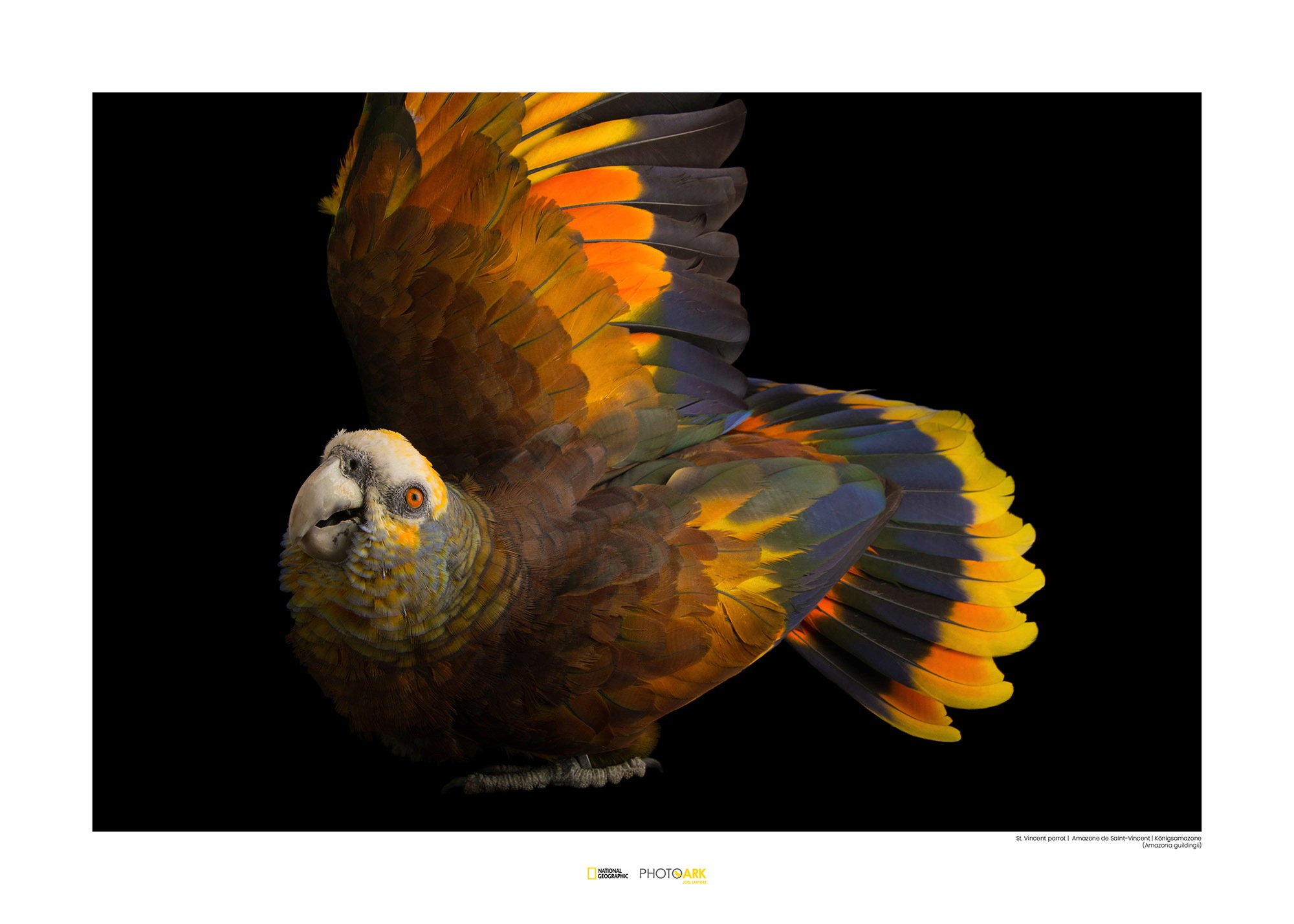 Image of Komar Poster »St. Vincent Parrot«, Tiere, Höhe: 40cm bei Ackermann Versand Schweiz