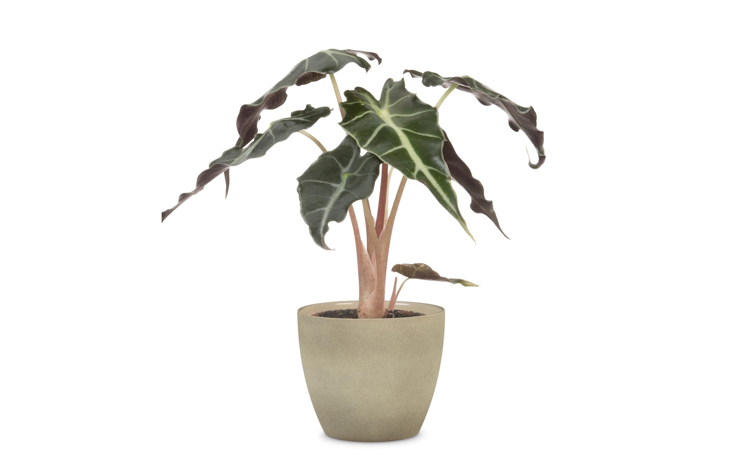 Scheurich Blumentopf »Blumentopf Stone«