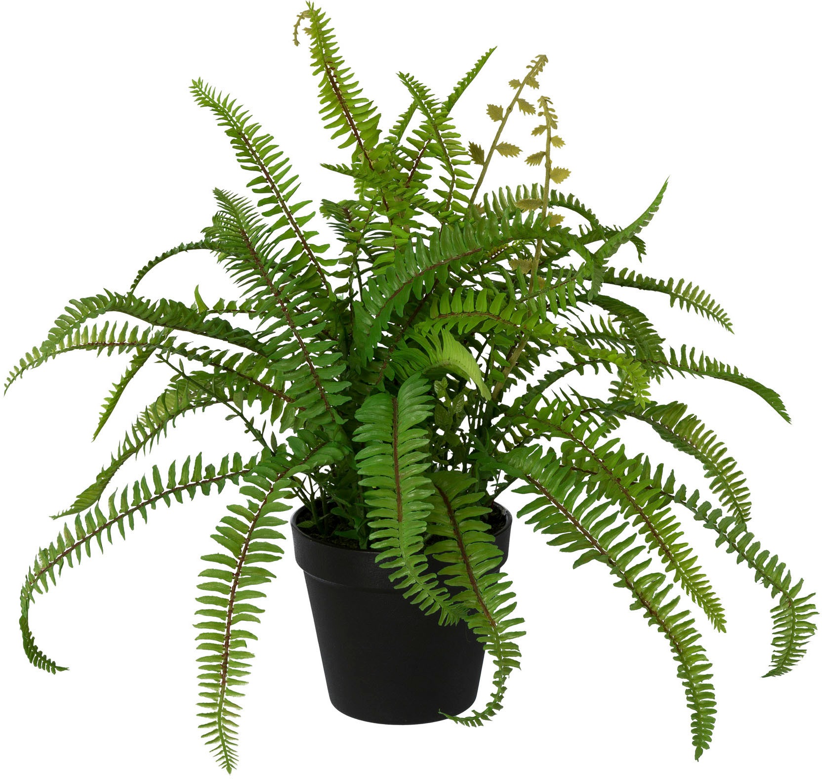 Image of Creativ green Kunstpflanze »Nephrolepisfarn«, (1 St.), im Kunststofftopf bei Ackermann Versand Schweiz