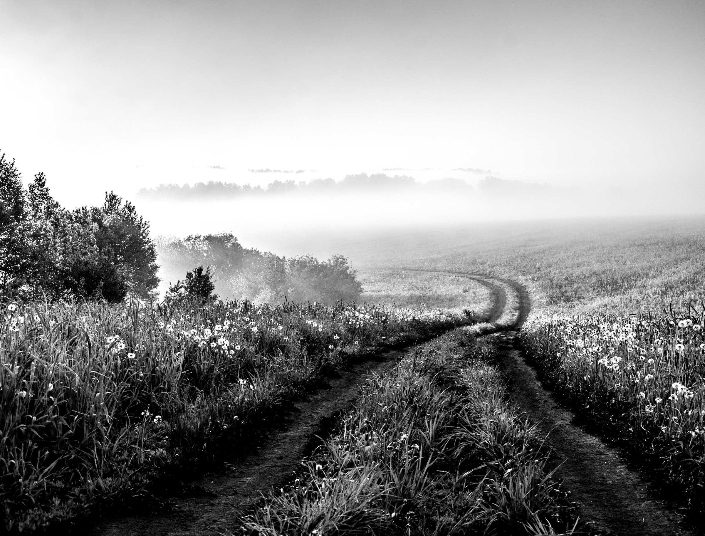 Image of Papermoon Fototapete "Feldweg Schwarz & Weiss"