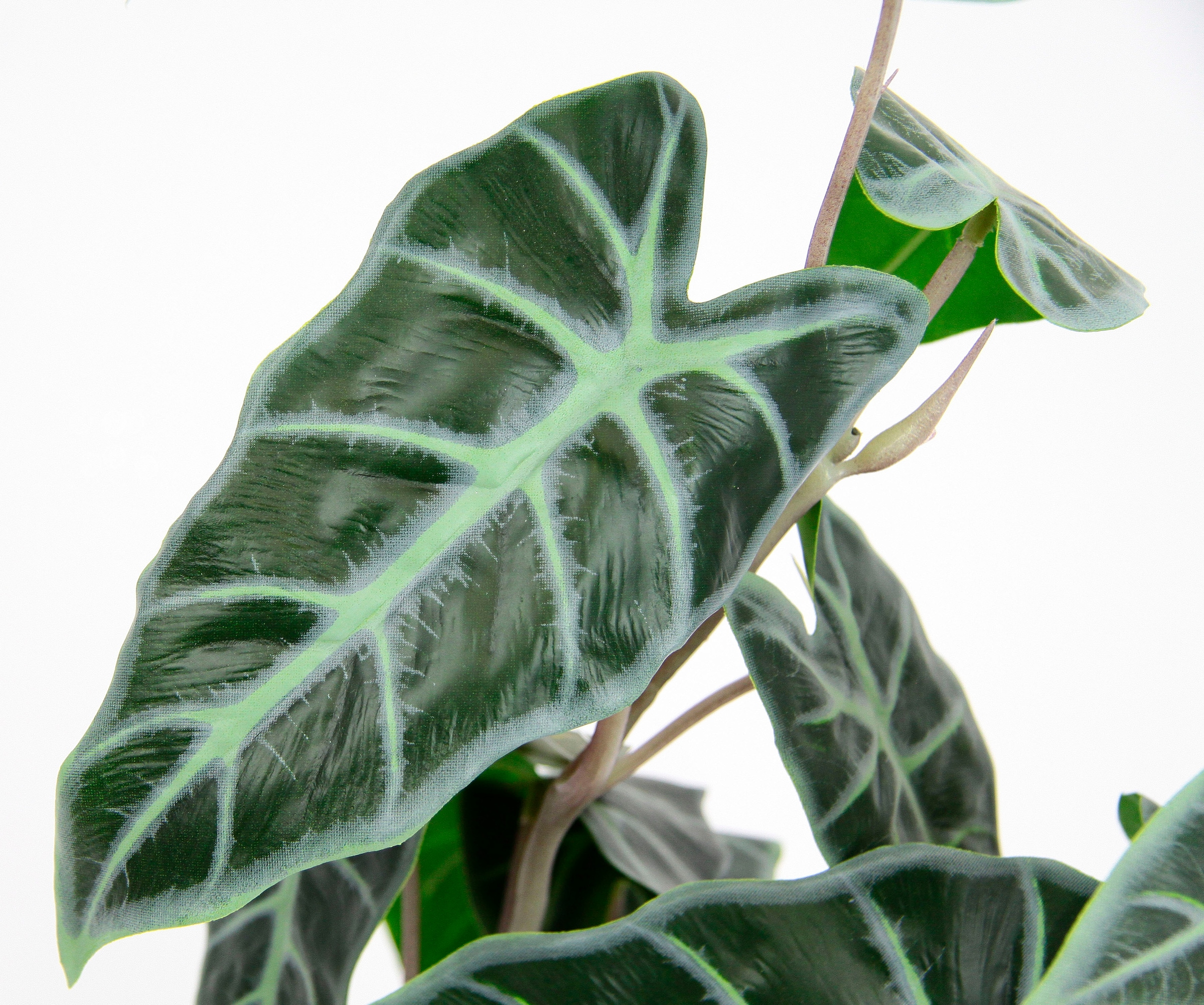 I.GE.A. Kunstpflanze »Calathea«, Kunst-Pflanze Seidenblumen  ZimmerpflanzeZebrina Alocasia Sanderiana jetzt kaufen