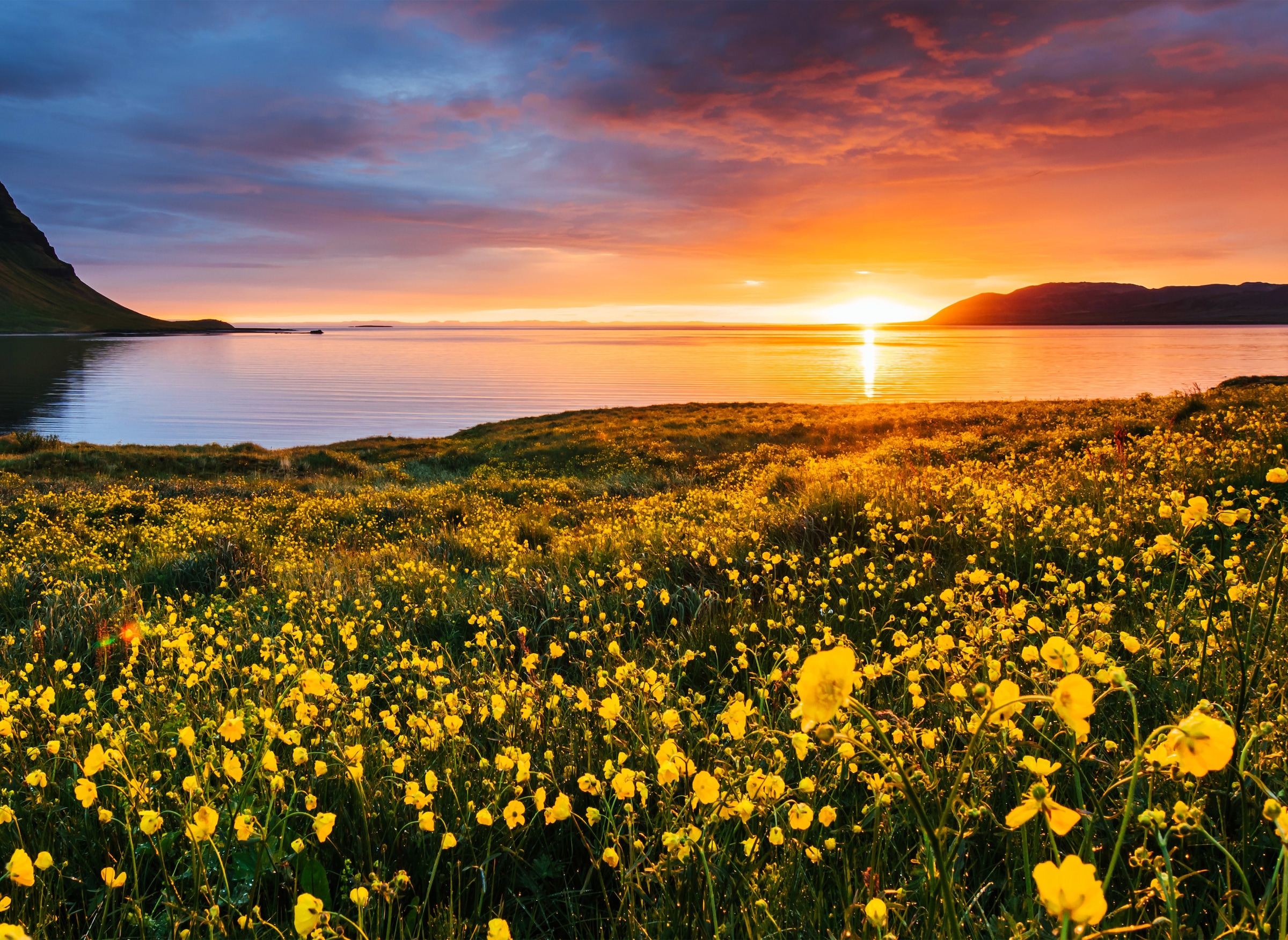 Image of Papermoon Fototapete "Flower Field Kirkjufell Iceland" glatt