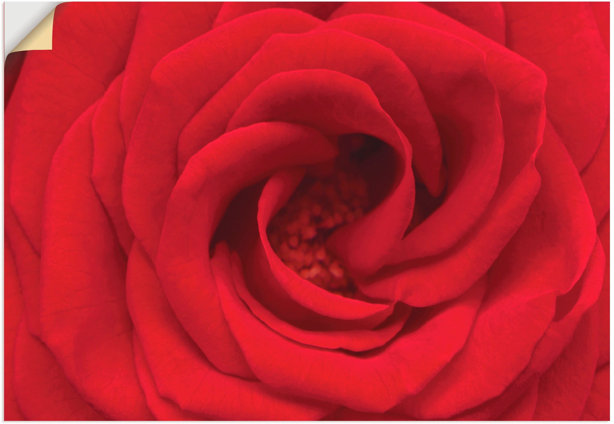 Image of Artland Wandbild »Rote Rose«, Blumen, (1 St.), in vielen Grössen & Produktarten - Alubild / Outdoorbild für den Aussenbereich, Leinwandbild, Poster, Wandaufkleber / Wandtattoo auch für Badezimmer geeignet bei Ackermann Versand Schweiz