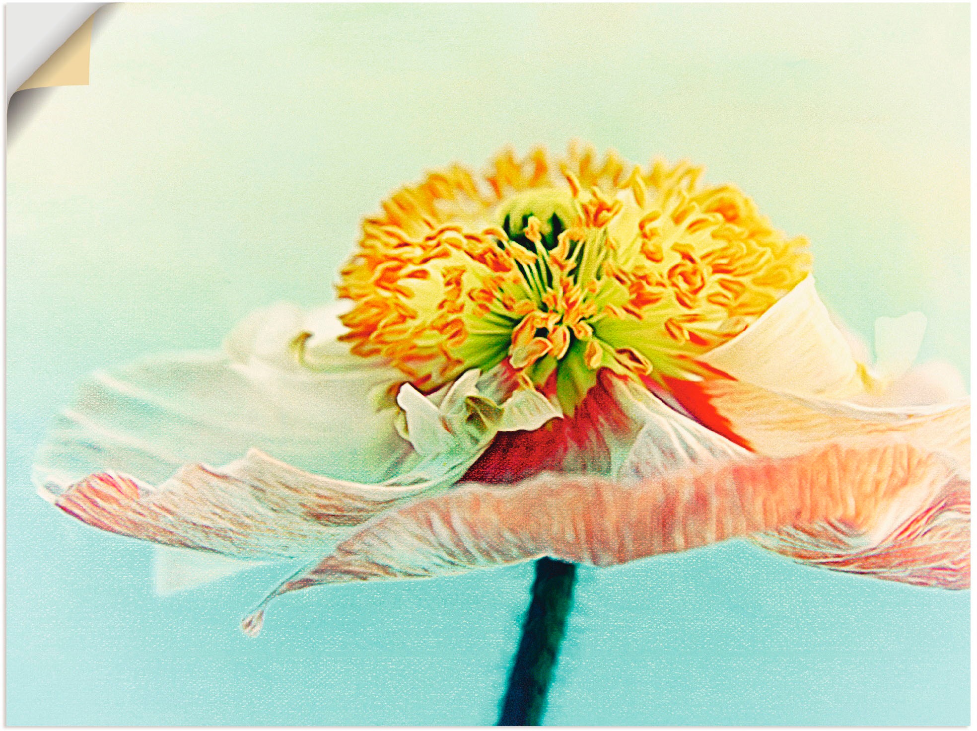 Image of Artland Wandbild »Lady Poppy 2«, Blumen, (1 St.), in vielen Grössen & Produktarten -Leinwandbild, Poster, Wandaufkleber / Wandtattoo auch für Badezimmer geeignet bei Ackermann Versand Schweiz