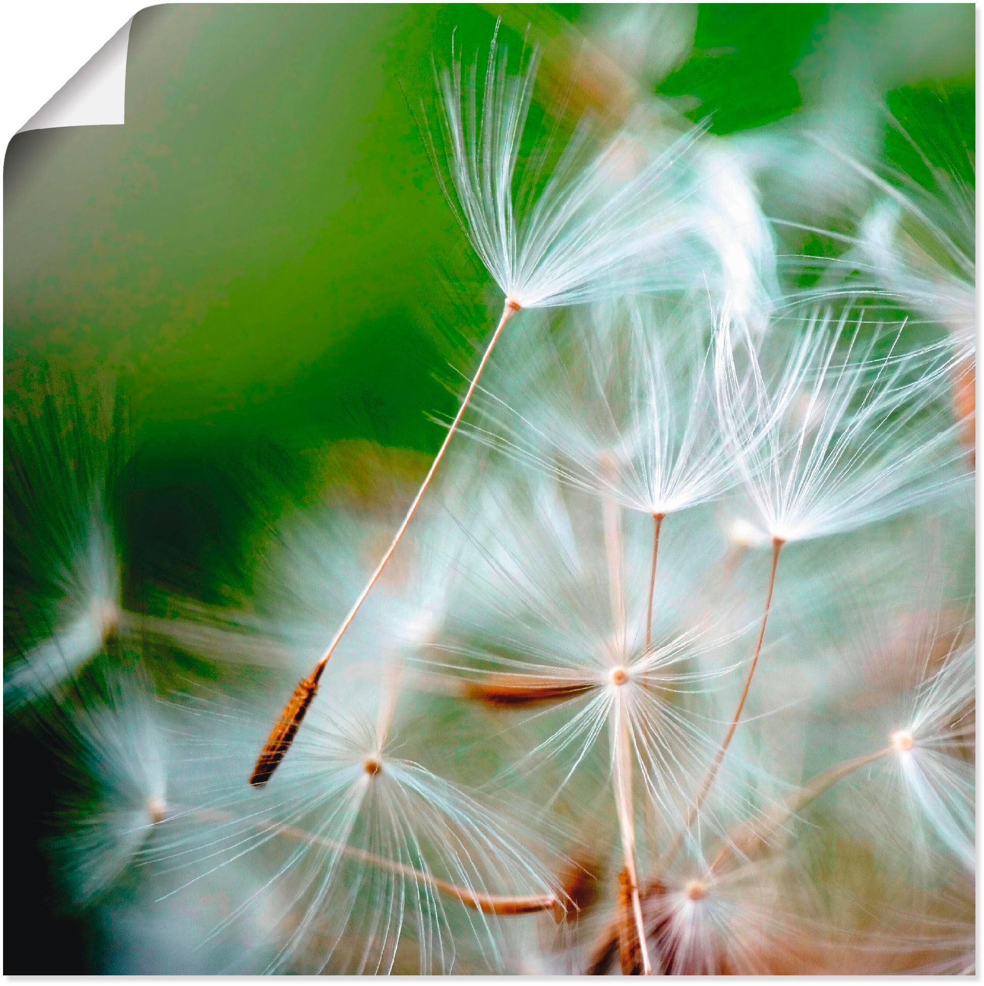 Image of Artland Wandbild »Pusteblume kuschelweich«, Blumen, (1 St.), in vielen Grössen & Produktarten - Alubild / Outdoorbild für den Aussenbereich, Leinwandbild, Poster, Wandaufkleber / Wandtattoo auch für Badezimmer geeignet bei Ackermann Versand Schweiz