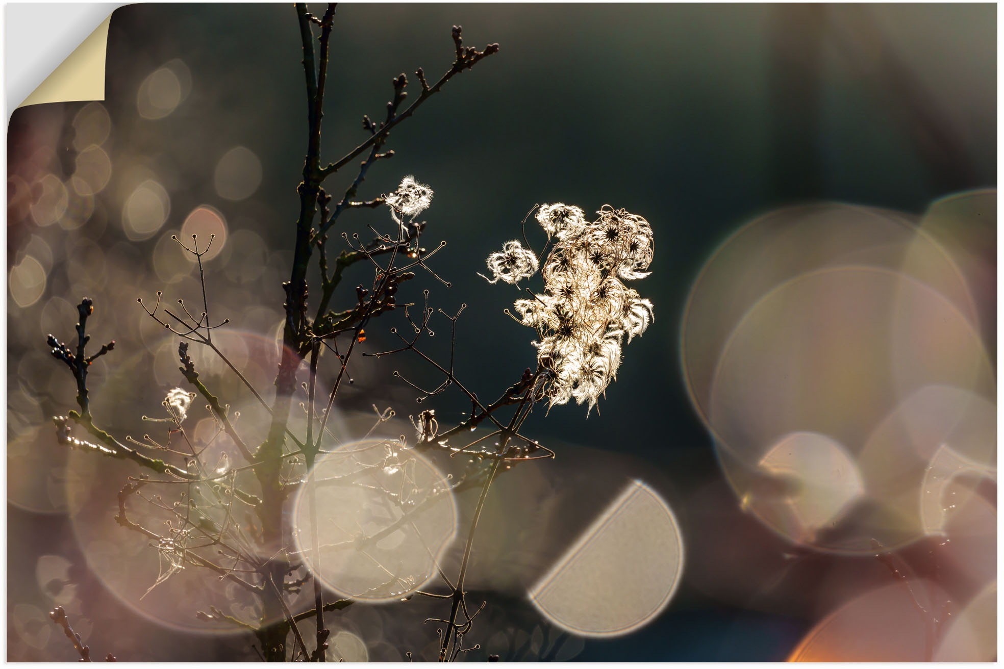 Image of Artland Wandbild »Naturromantik«, Blumenbilder, (1 St.), in vielen Grössen & Produktarten - Alubild / Outdoorbild für den Aussenbereich, Leinwandbild, Poster, Wandaufkleber / Wandtattoo auch für Badezimmer geeignet bei Ackermann Versand Schweiz
