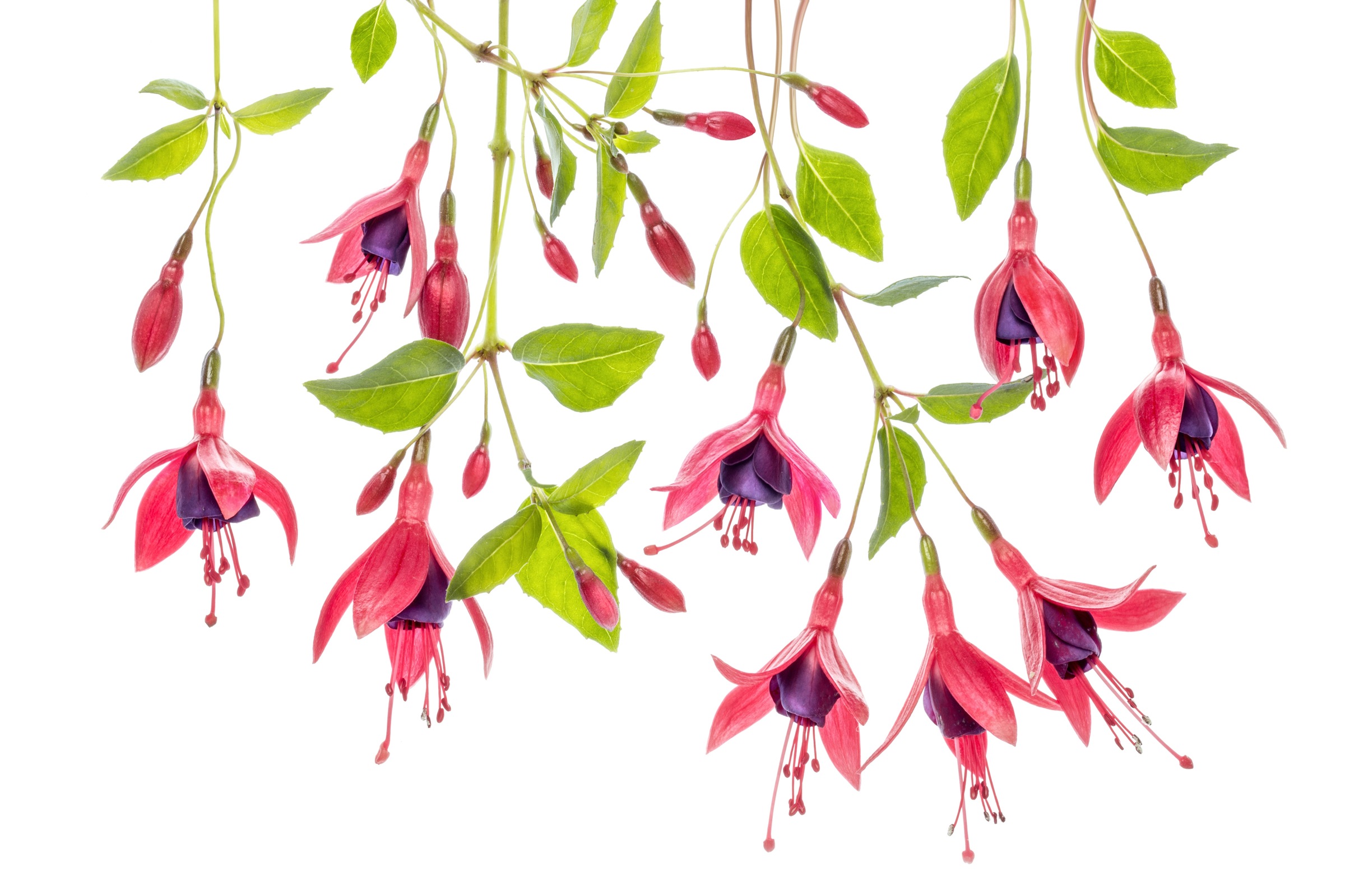 Fototapete »Photo-Art MANDY DISHER, FUCHSIE«