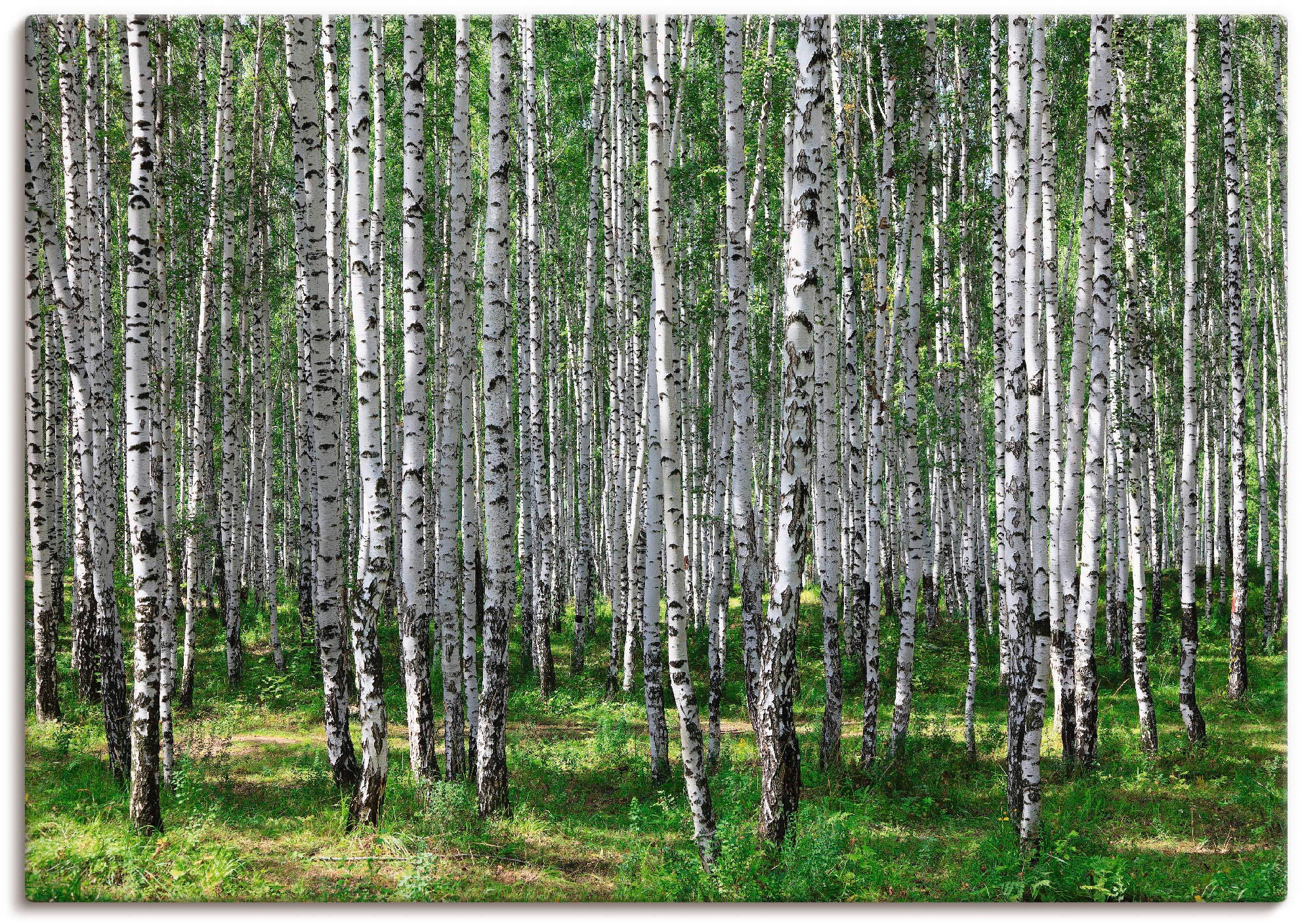 Image of Artland Wandbild »Birkenwald«, Wald, (1 St.), in vielen Grössen & Produktarten - Alubild / Outdoorbild für den Aussenbereich, Leinwandbild, Poster, Wandaufkleber / Wandtattoo auch für Badezimmer geeignet bei Ackermann Versand Schweiz