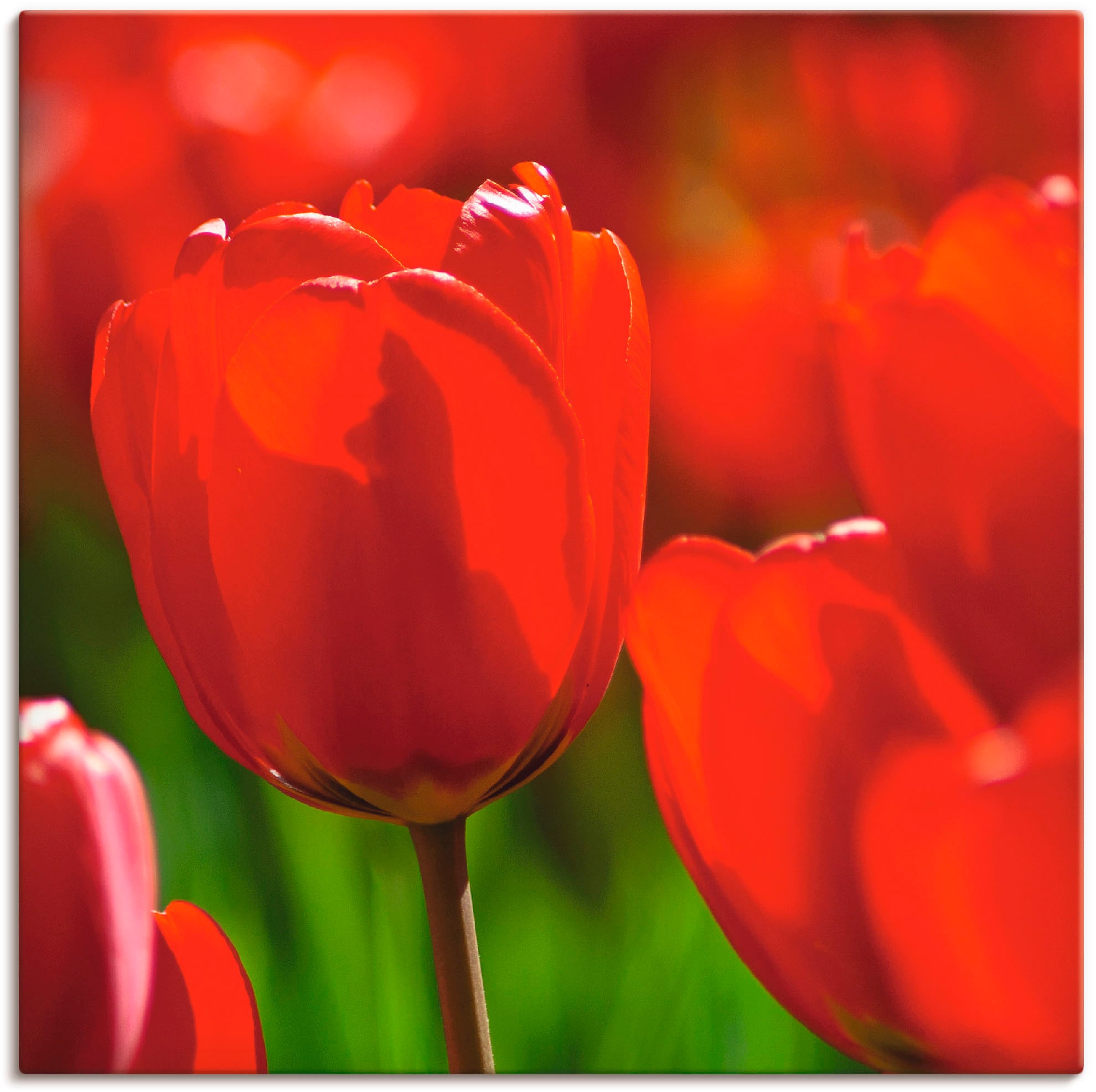 Leinwandbild »Rote Tulpen in der Sonne«, Blumen, (1 St.), auf Keilrahmen gespannt