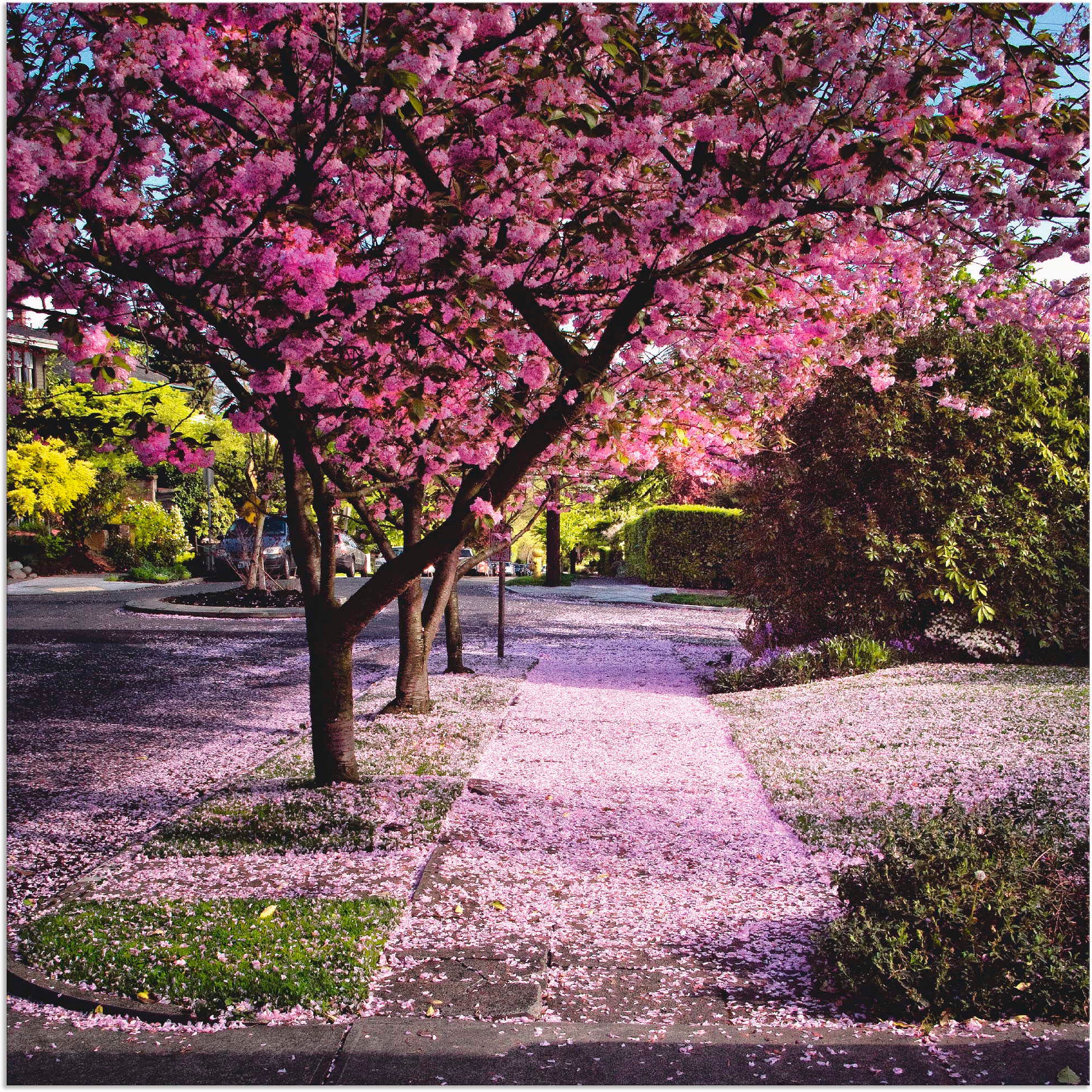 Image of Artland Wandbild »Fallende Blütenblätter«, Bäume, (1 St.), in vielen Grössen & Produktarten - Alubild / Outdoorbild für den Aussenbereich, Leinwandbild, Poster, Wandaufkleber / Wandtattoo auch für Badezimmer geeignet bei Ackermann Versand Schweiz