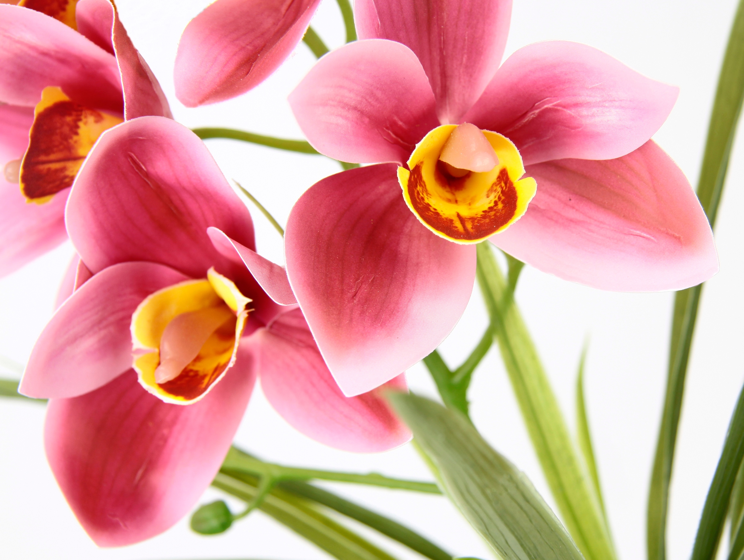 I.GE.A. Kunstblume »Orchidee«, Mit Blätter im Topf aus Keramik Künstliche Blume Cymbidium-Orchidee