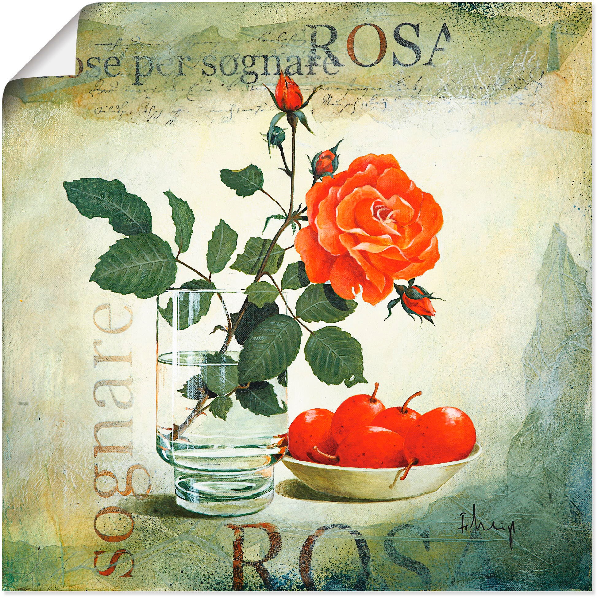 Image of Artland Wandbild »Traumrose«, Blumen, (1 St.), in vielen Grössen & Produktarten -Leinwandbild, Poster, Wandaufkleber / Wandtattoo auch für Badezimmer geeignet bei Ackermann Versand Schweiz