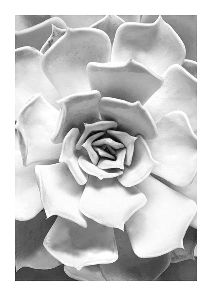 Image of Komar Bild "Succulent Closeup" Blätter Pflanzen 1 Stk. tlg. Wandbild zur Dekoration - ohne Rahmen