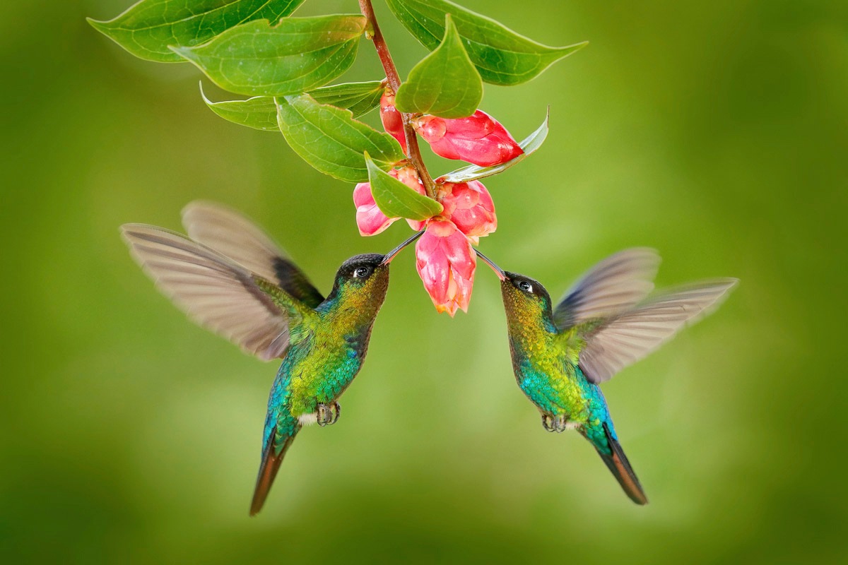 Papermoon Fototapete »KOLIBRIS-VÖGEL TIERE BLUME BLÜTE WALD BÄUME COSTA RICA«