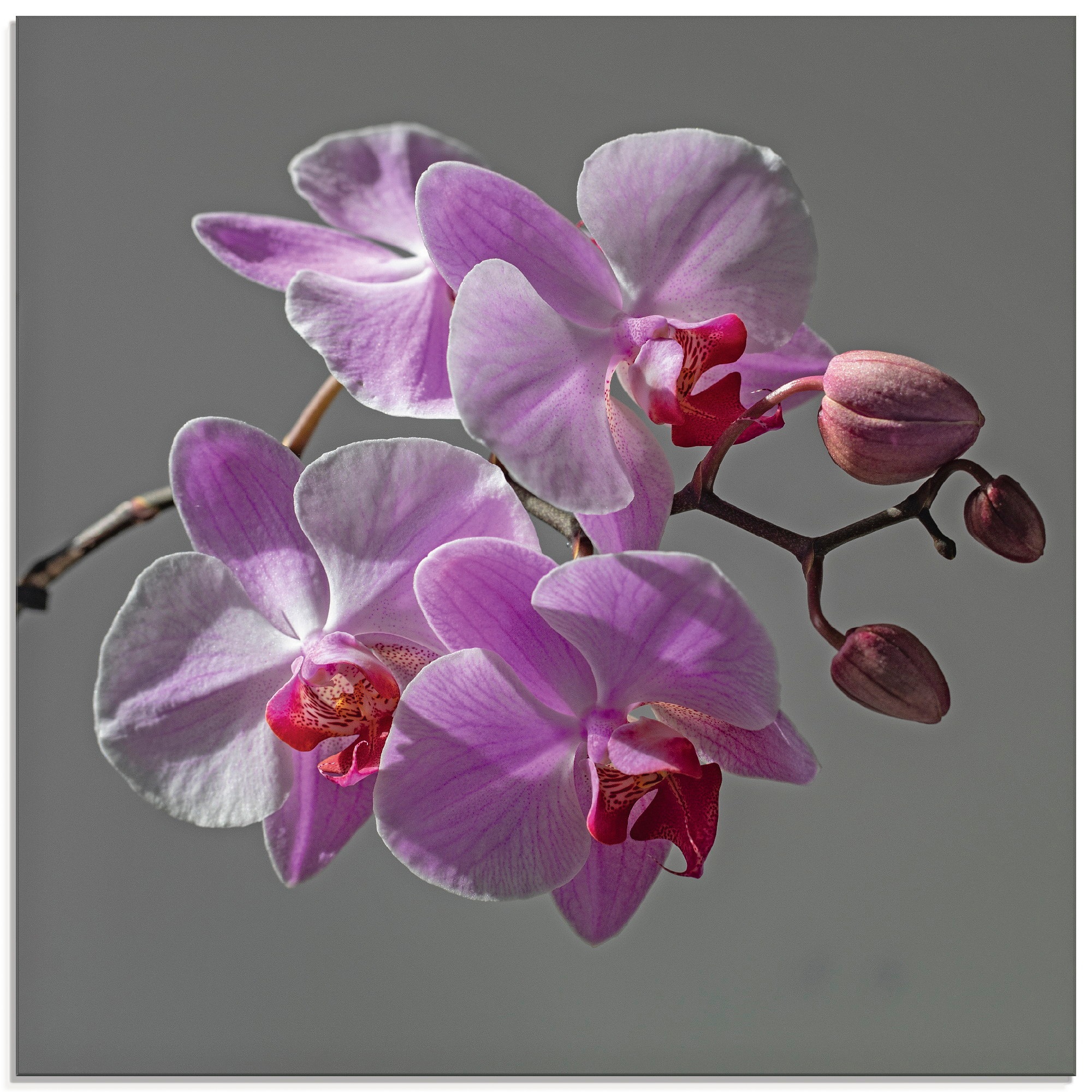Image of Artland Glasbild »Orchideentraum«, Blumen, (1 St.) bei Ackermann Versand Schweiz