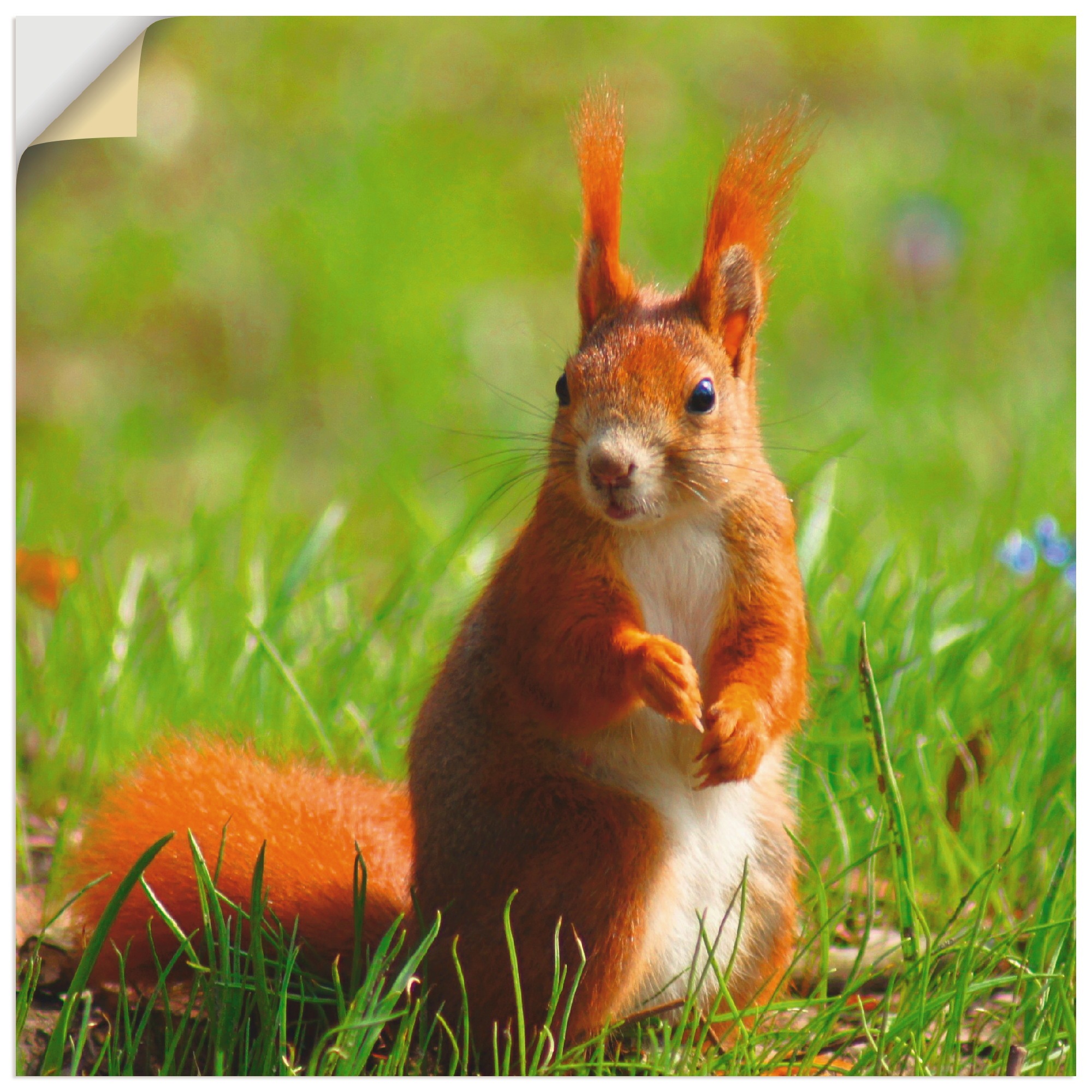 Image of Artland Wandbild »Eichhörnchen Kontakt«, Wildtiere, (1 St.), in vielen Grössen & Produktarten -Leinwandbild, Poster, Wandaufkleber / Wandtattoo auch für Badezimmer geeignet bei Ackermann Versand Schweiz