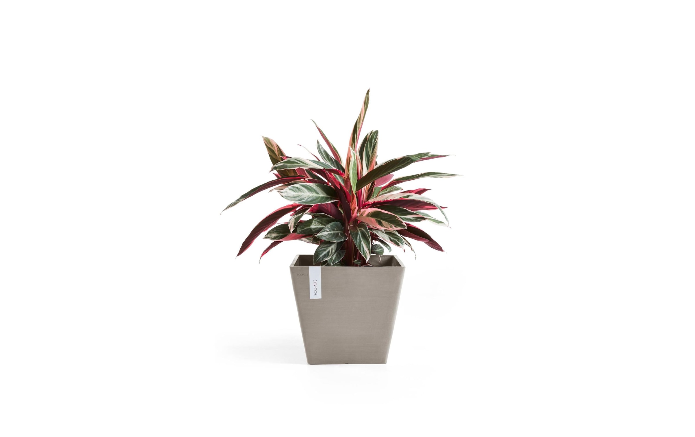   Blumentopf »Rotterdam«