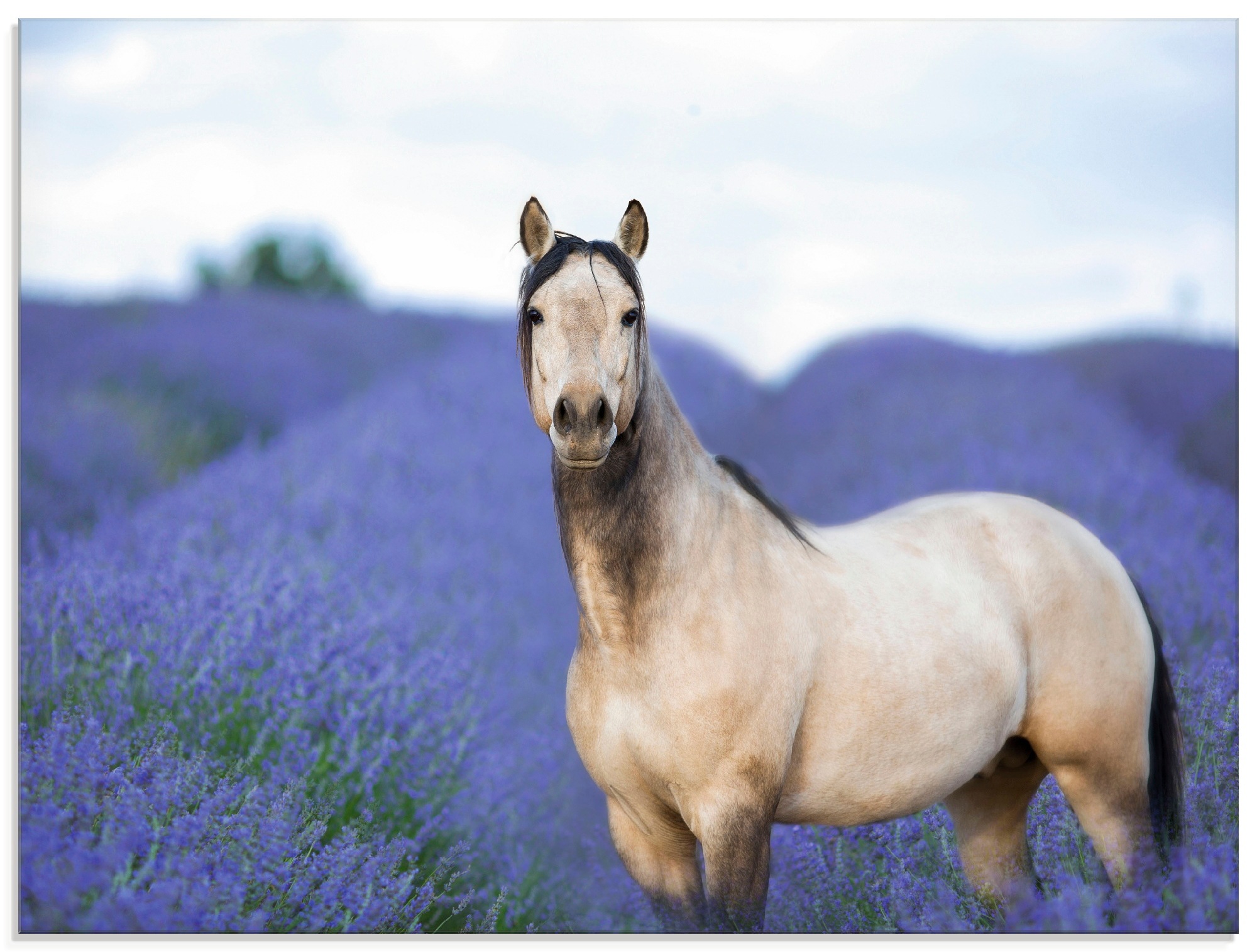 Image of Artland Glasbild »Pferd und Blumen III«, Haustiere, (1 St.) bei Ackermann Versand Schweiz