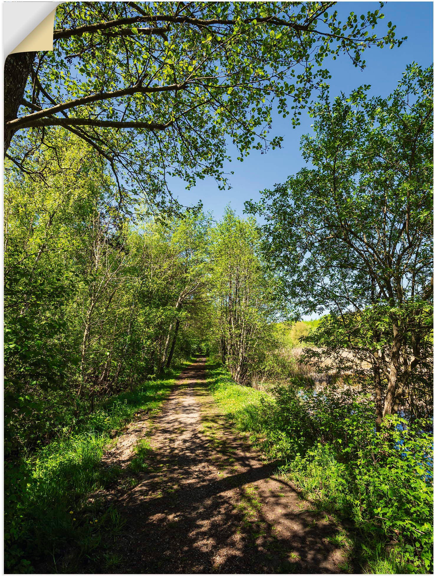 Image of Artland Wandbild »Weg und Bäume bei Kuchelmiss«, Waldbilder, (1 St.), in vielen Grössen & Produktarten - Alubild / Outdoorbild für den Aussenbereich, Leinwandbild, Poster, Wandaufkleber / Wandtattoo auch für Badezimmer geeignet bei Ackermann Versand Schwe