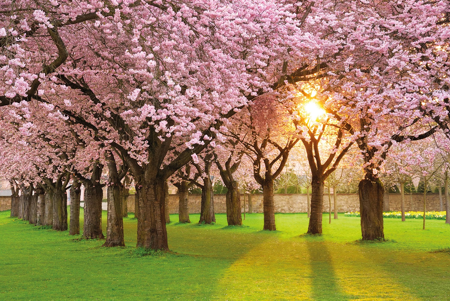 Image of Papermoon Fototapete »Cherry Tree Garden« bei Ackermann Versand Schweiz