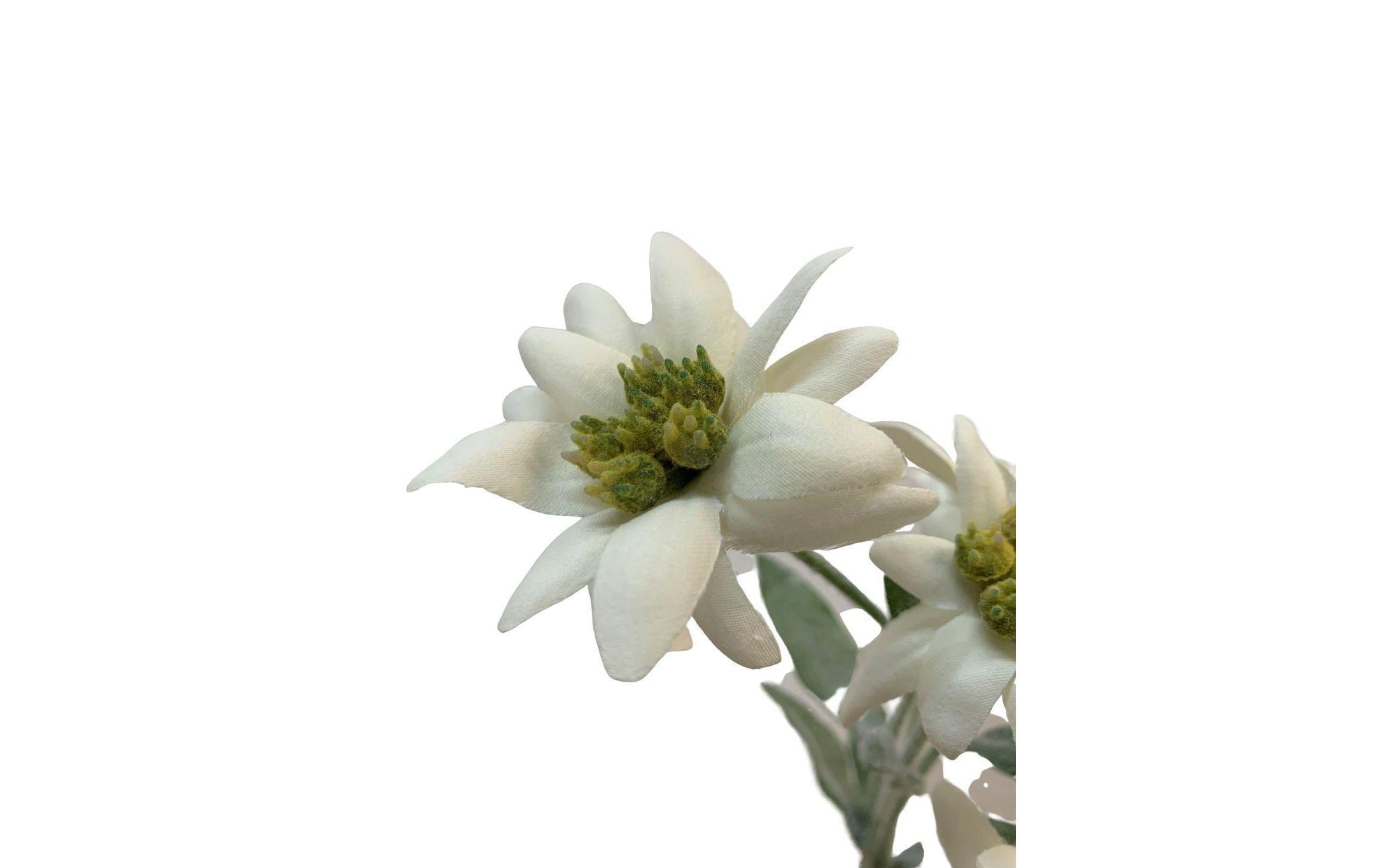 Botanic-Haus »Edelweiss confortablement Kunstblume 3er acheter Set«