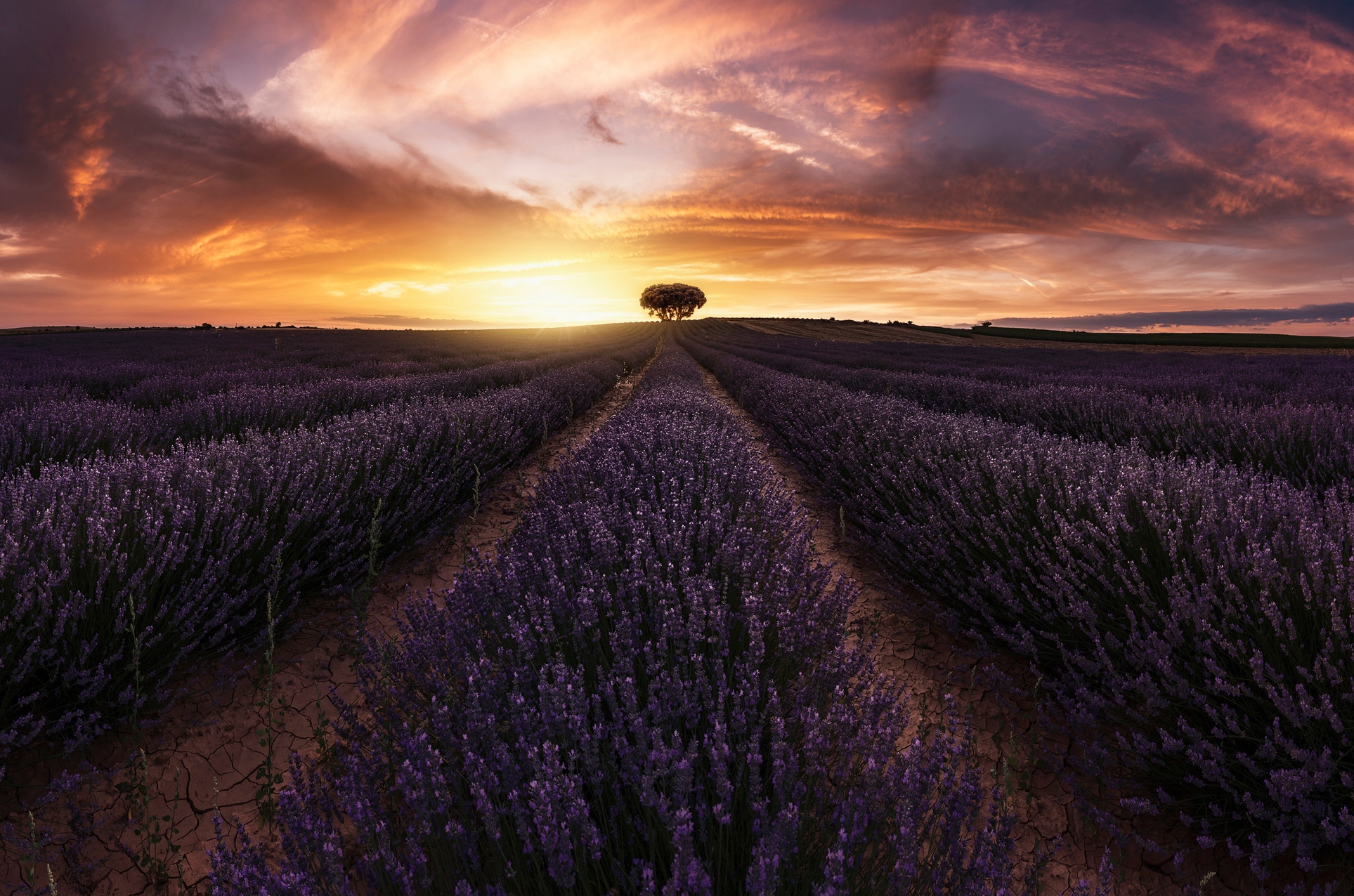 Image of Papermoon Fototapete "Photo-Art JORGE RUIZ DUESO, LAVENDEL-SONNENUNTERGANG"