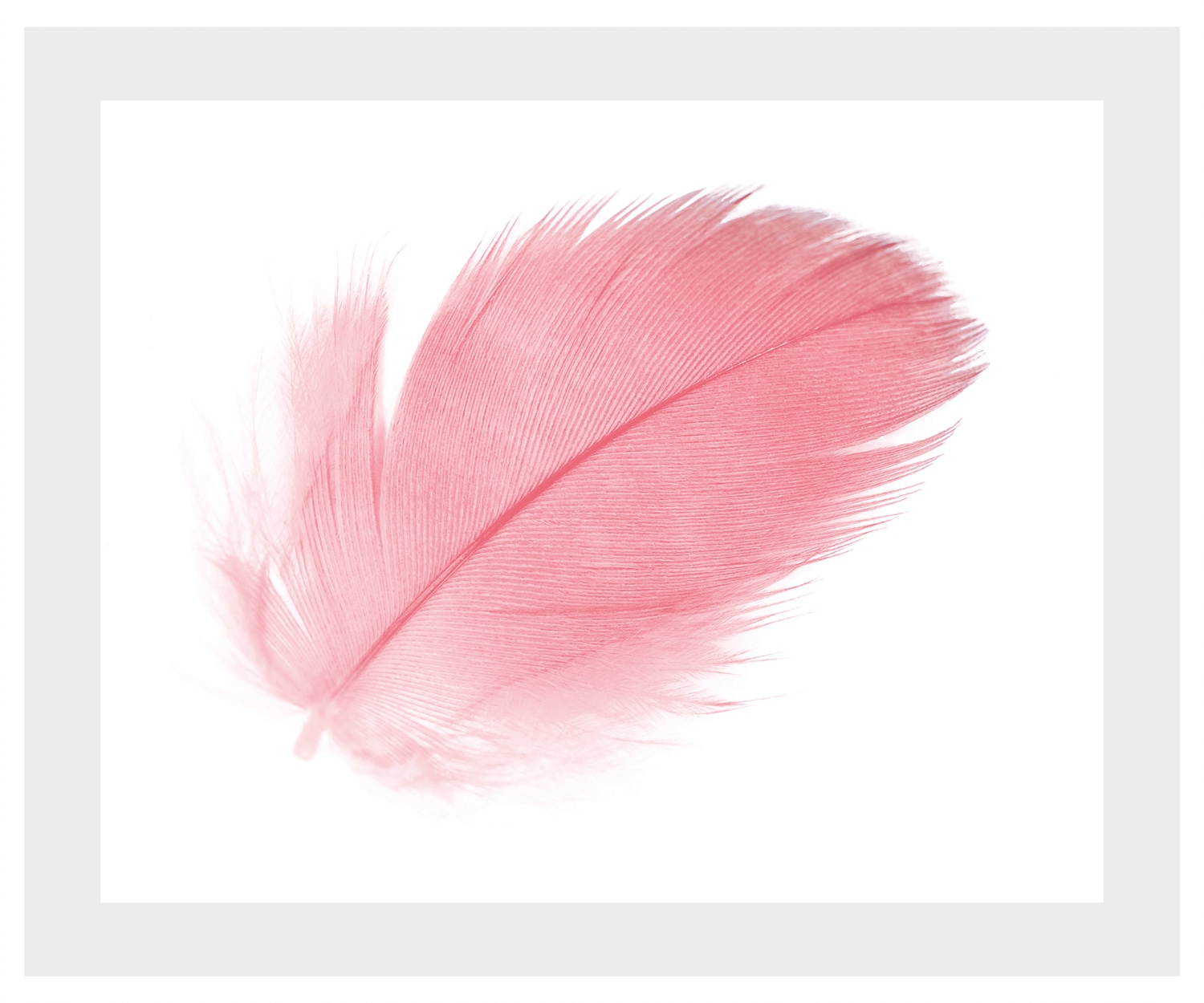 queence Bild »Finja« Federn | Kunst gerahmt, Rosen