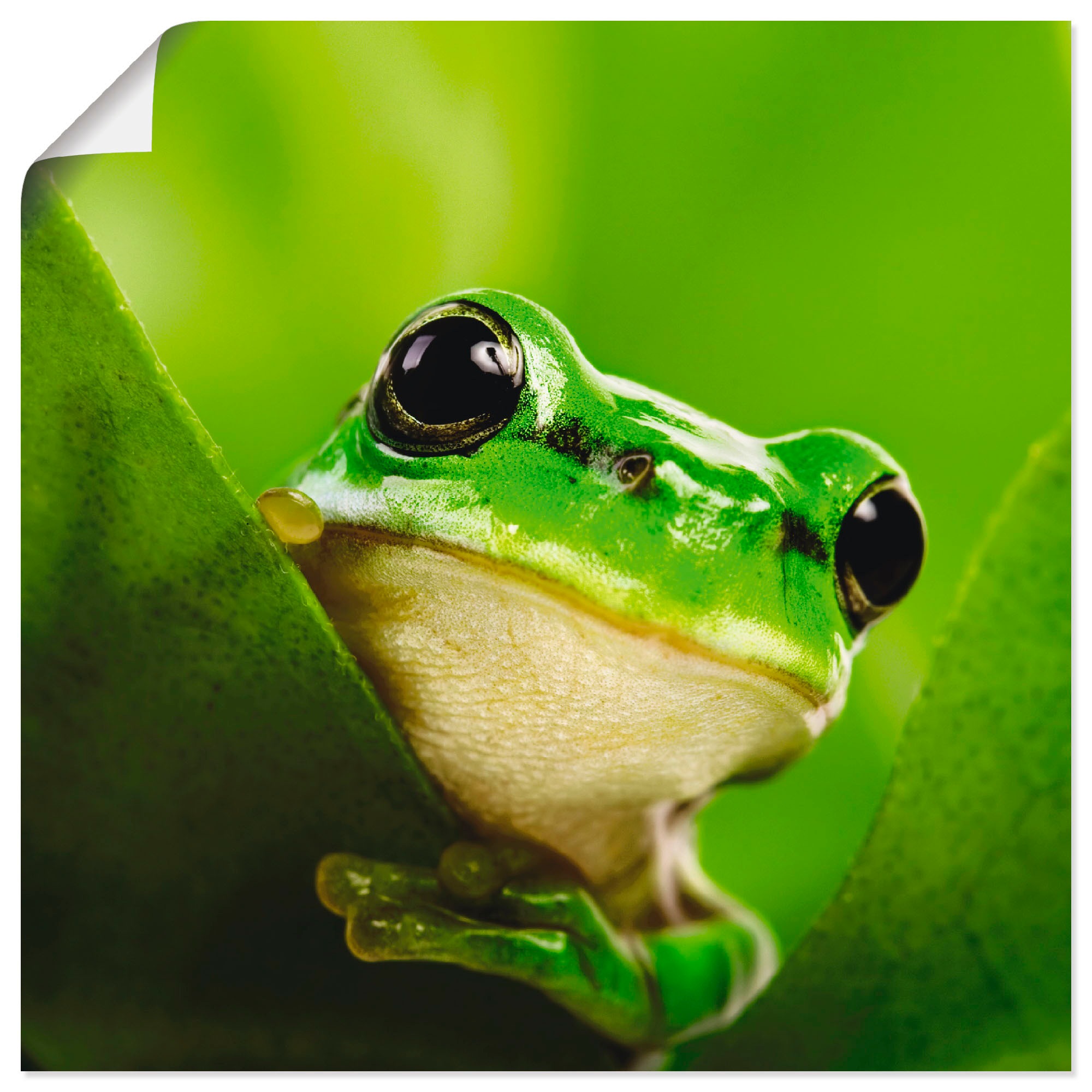 Image of Artland Wandbild "Ausspähender Frosch" Wassertiere 1 Stk. tlg. als Leinwandbild, Poster in verschied. Grössen