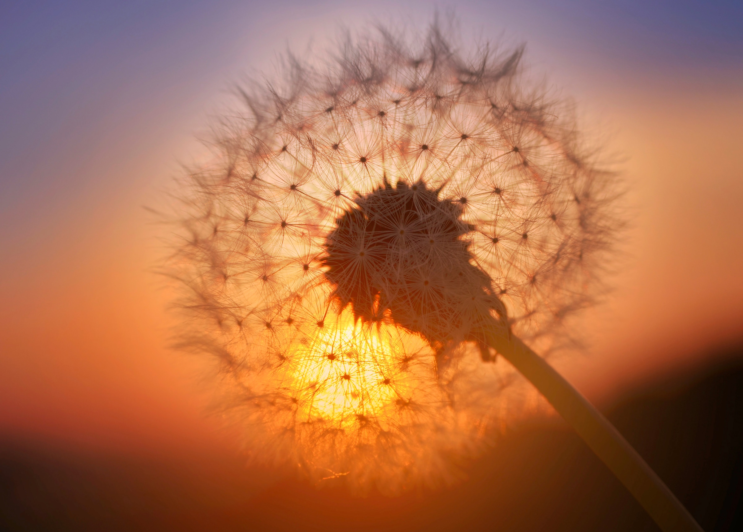 Papermoon Fototapete »Goldfarbenen Sunset Dandelion«