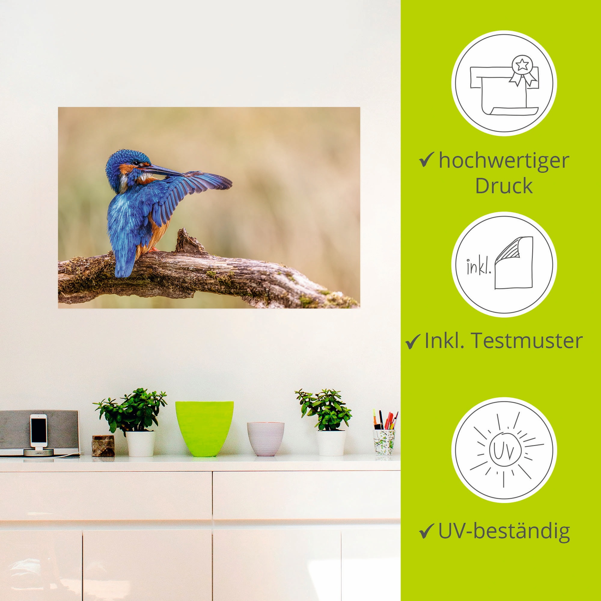 Artland Alu-Dibond-Druck »Eisvogel II«, Vogelbilder, (1 St.), selbstklebend