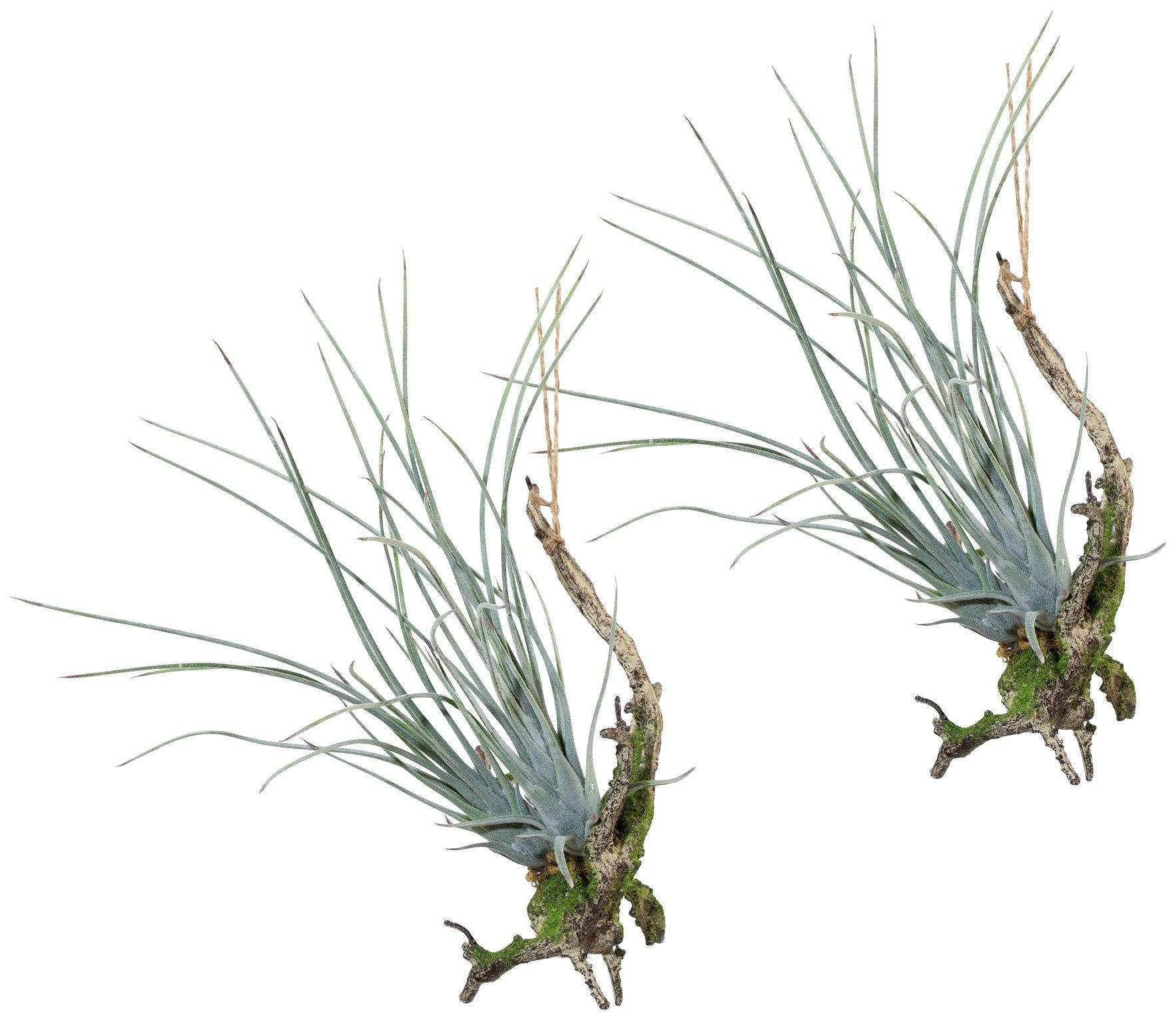Image of Creativ green Kunstpflanze »Hängeast mit Tillandsie«, (Set, 2 St.) bei Ackermann Versand Schweiz