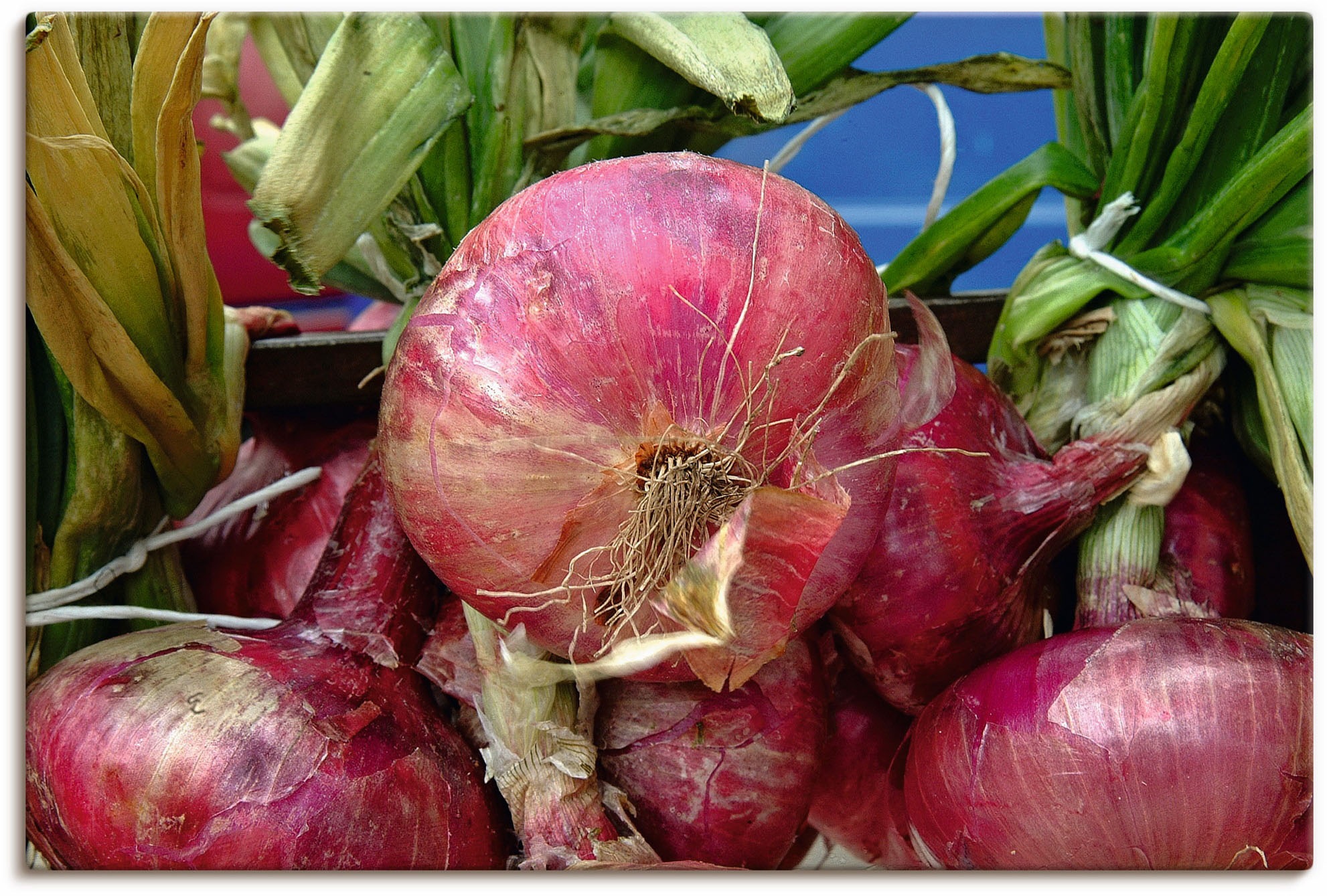 Image of Artland Wandbild »Rote Zwiebeln«, Lebensmittel, (1 St.), in vielen Grössen & Produktarten - Alubild / Outdoorbild für den Aussenbereich, Leinwandbild, Poster, Wandaufkleber / Wandtattoo auch für Badezimmer geeignet bei Ackermann Versand Schweiz