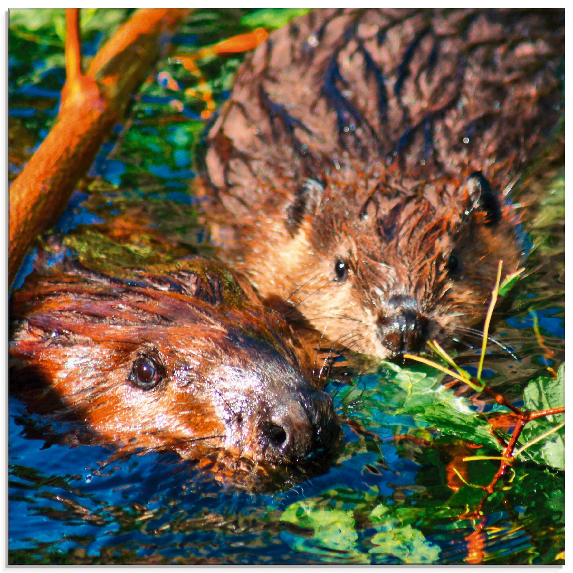 Image of Artland Glasbild »Biber mit Baby«, Wildtiere, (1 St.) bei Ackermann Versand Schweiz