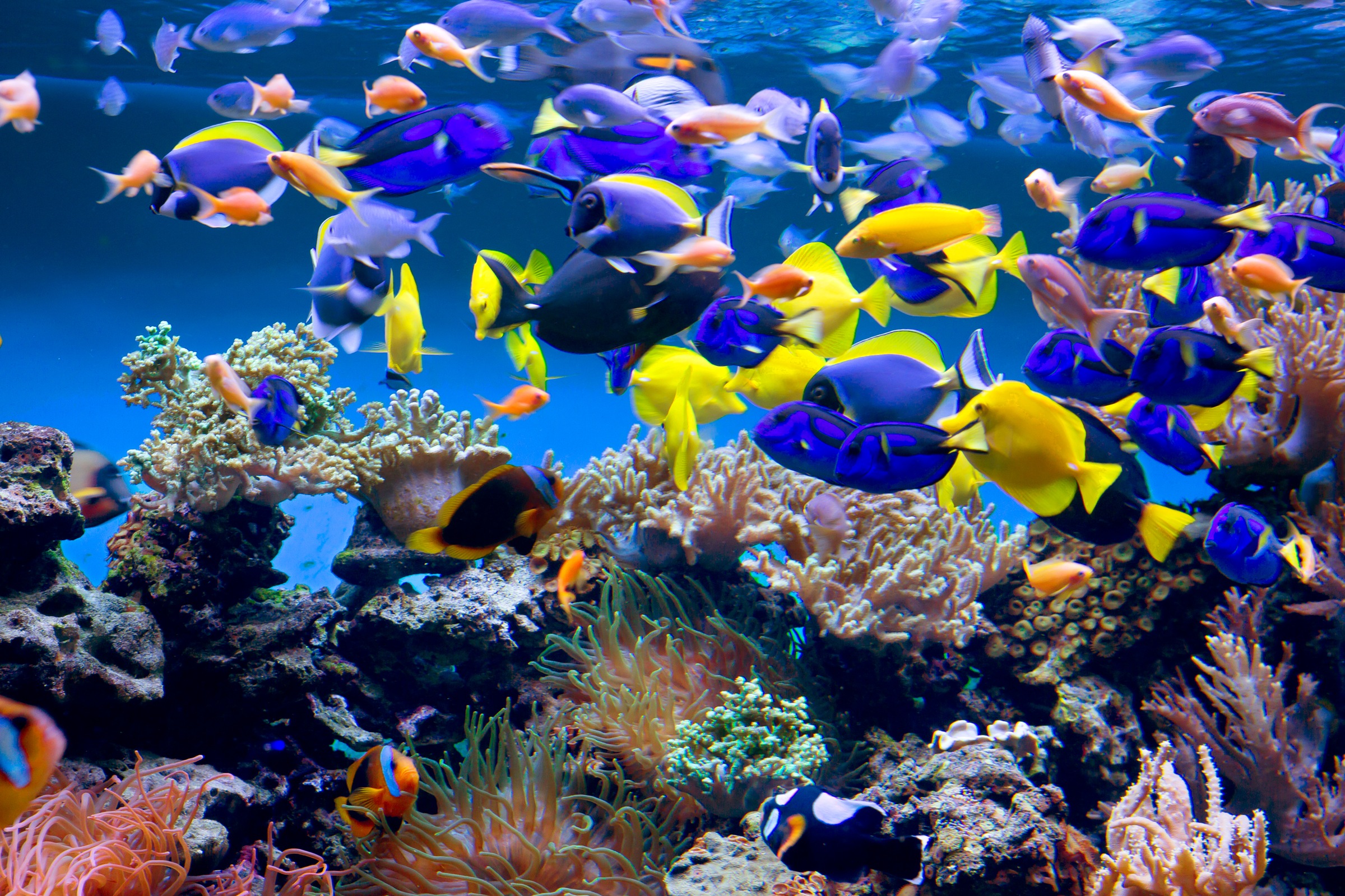 Image of Papermoon Fototapete "Aquarium" glatt