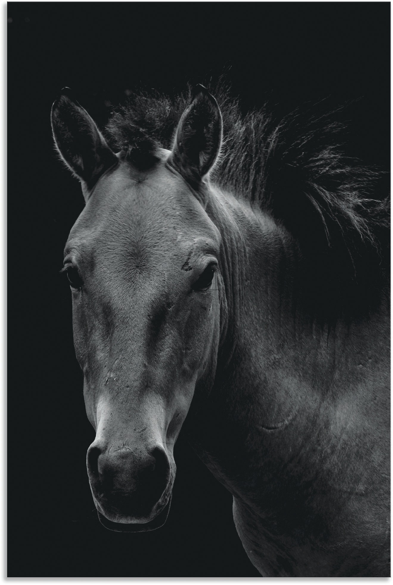 Image of Artland Wandbild »Wildpferd«, Pferdebilder, (1 St.), in vielen Grössen & Produktarten - Alubild / Outdoorbild für den Aussenbereich, Leinwandbild, Poster, Wandaufkleber / Wandtattoo auch für Badezimmer geeignet bei Ackermann Versand Schweiz