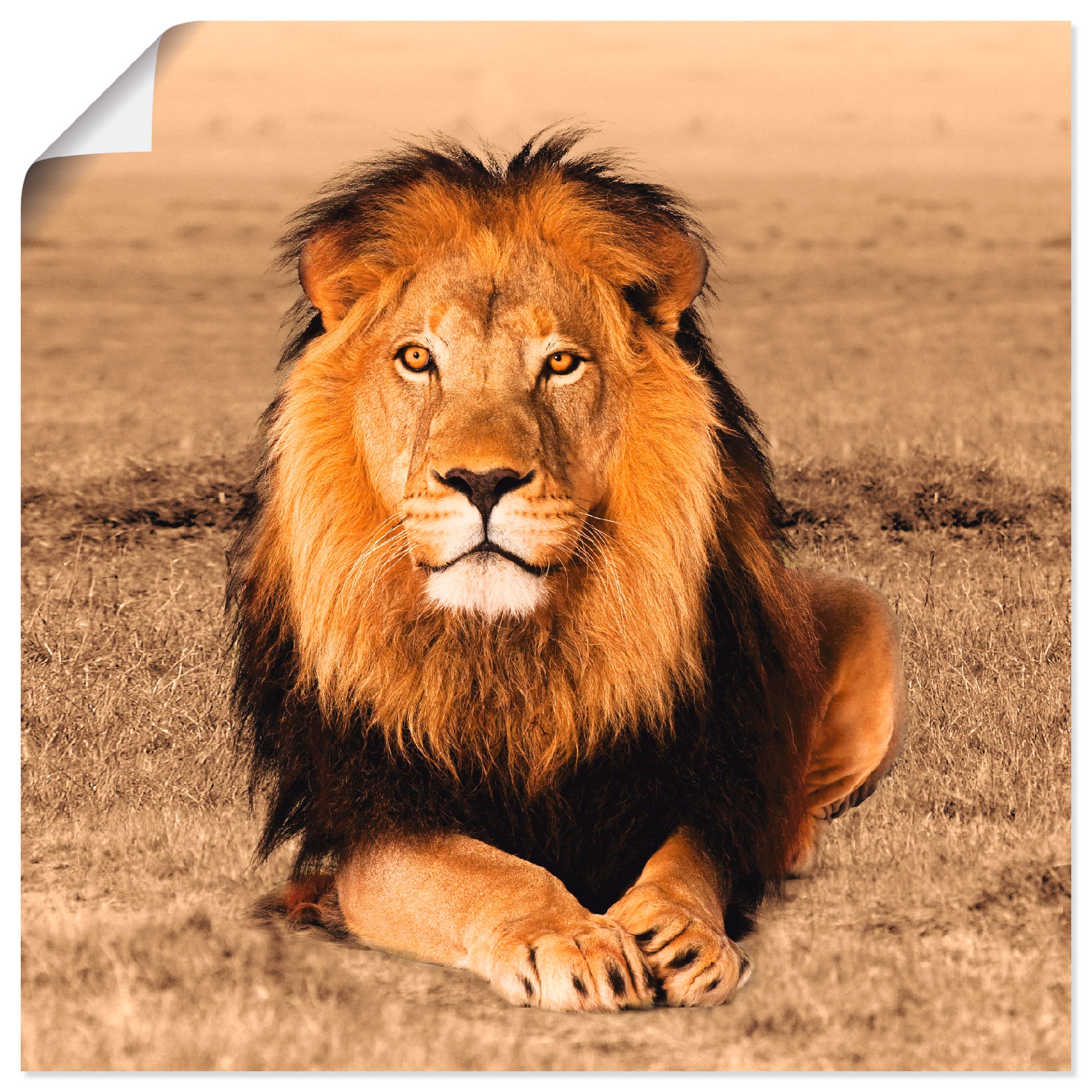 St.), »Löwe«, Wandbild versch. jetzt kaufen Wandaufkleber Leinwandbild, Grössen Artland in Wildtiere, (1 Poster als oder Alubild,