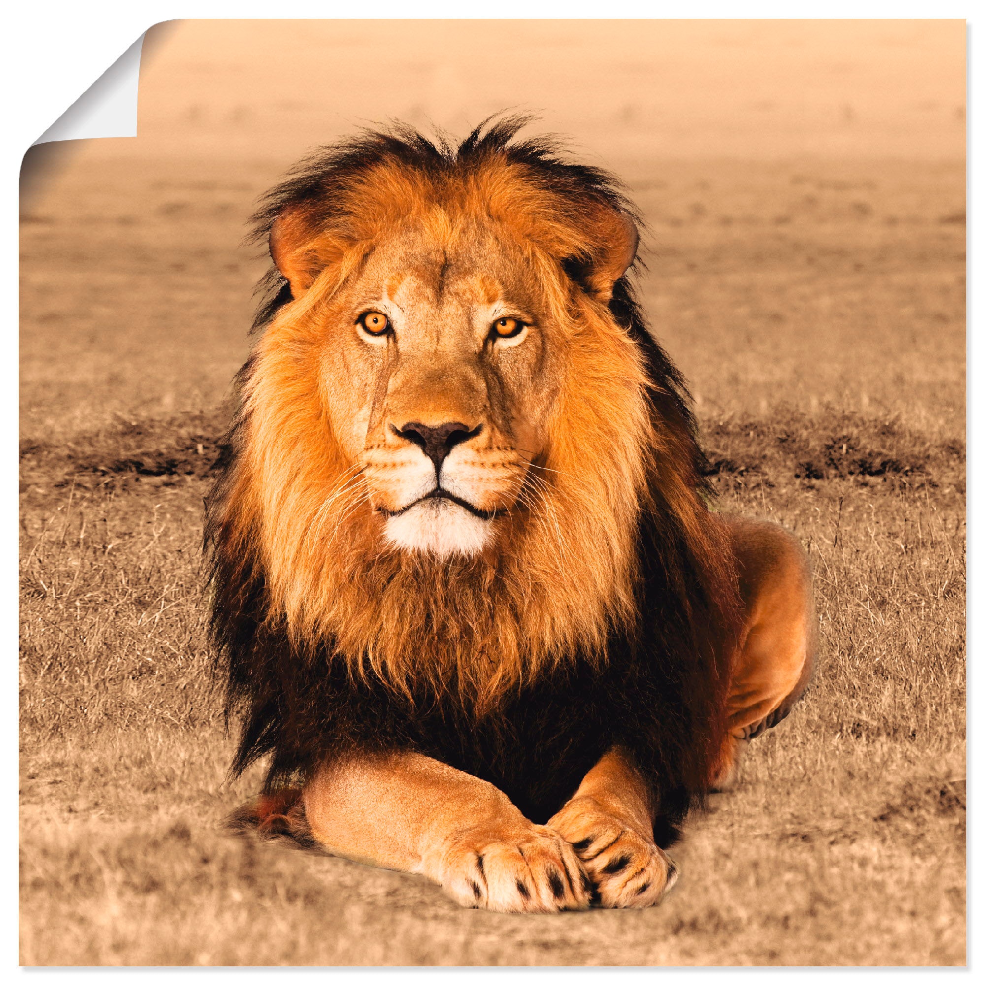 Image of Artland Wandbild "Löwe" Wildtiere 1 Stk. tlg. als Alubild, Leinwandbild, Poster in verschied. Grössen
