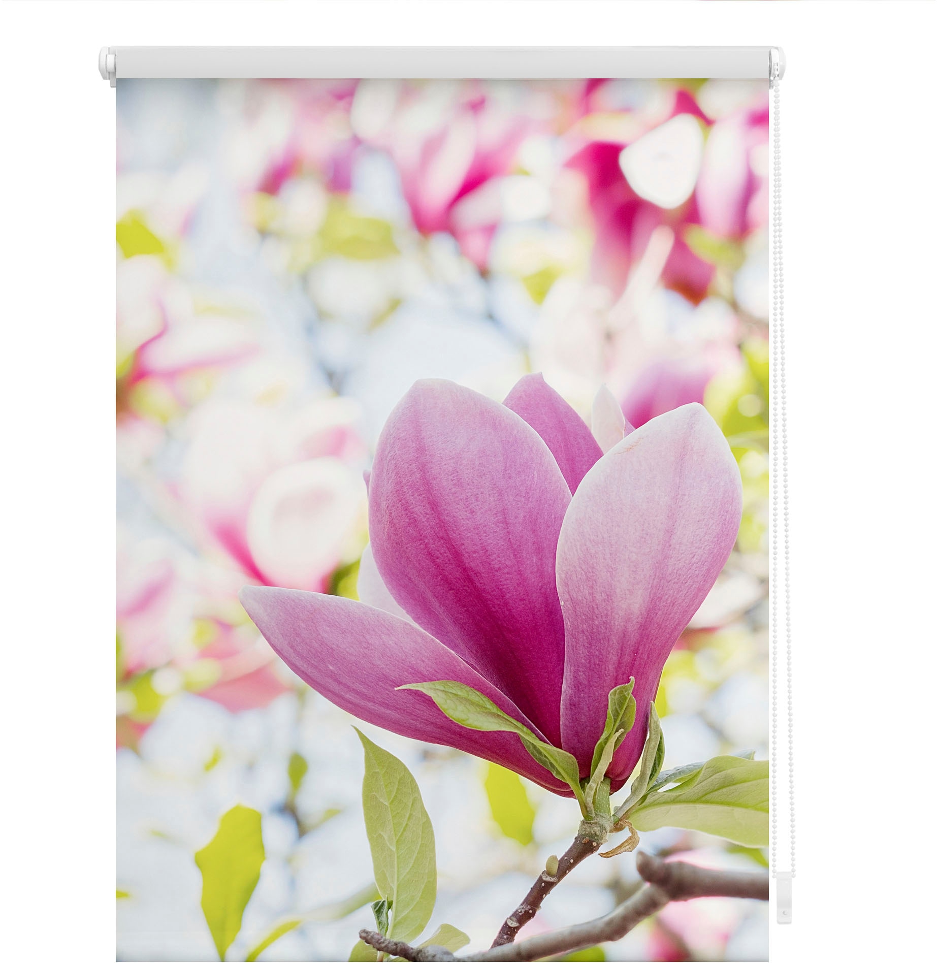 Image of LICHTBLICK ORIGINAL Seitenzugrollo "Klemmfix Motiv Magnolie" Lichtschutz ohne Bohren freihängend bedruckt