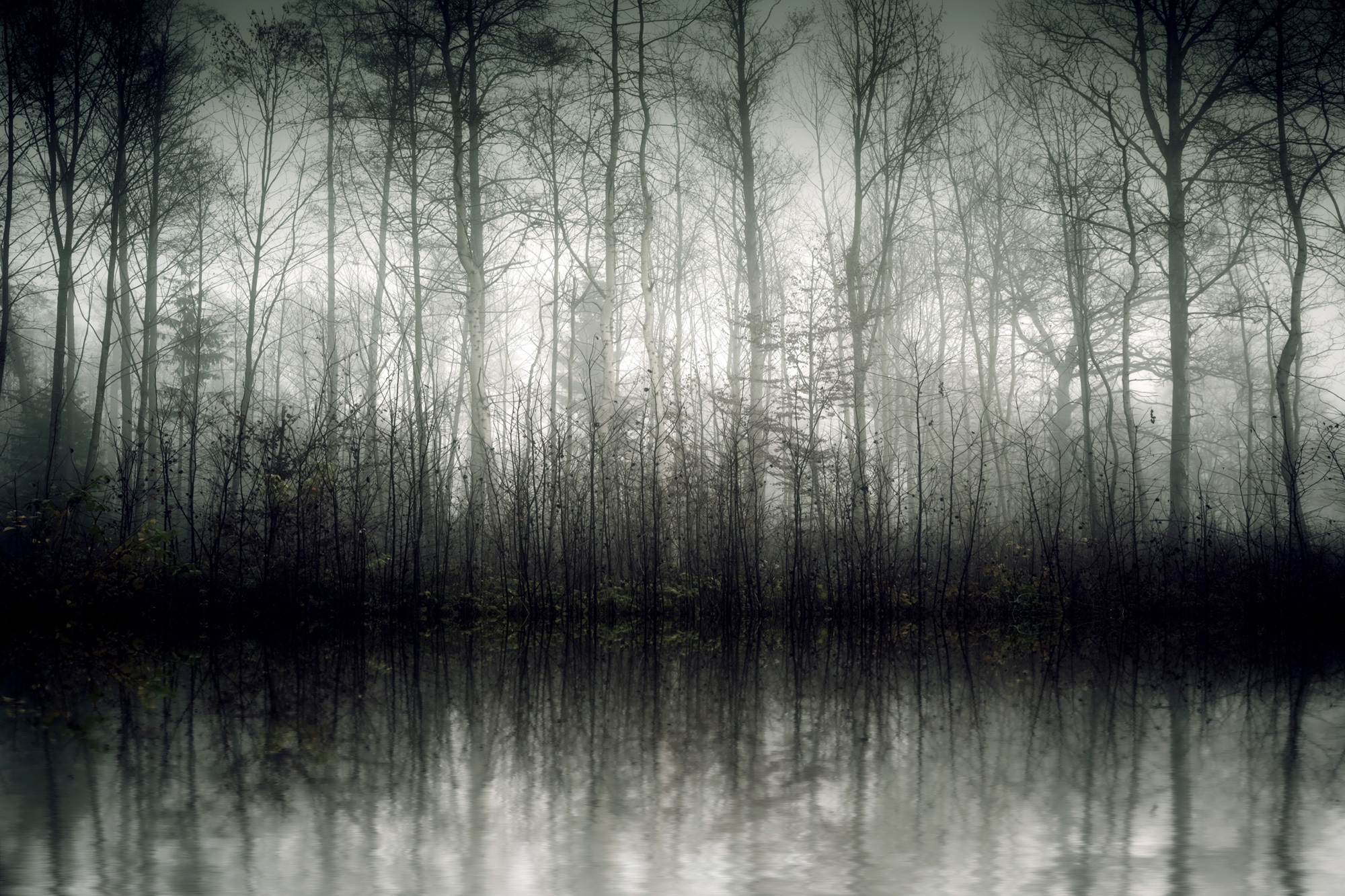 Image of queence Leinwandbild "Der Nebel" Baumbilder Bäume Kunst 1 Stk. tlg. Akustikbild mit sehr guten Schallabsorptions-Eigenschaften