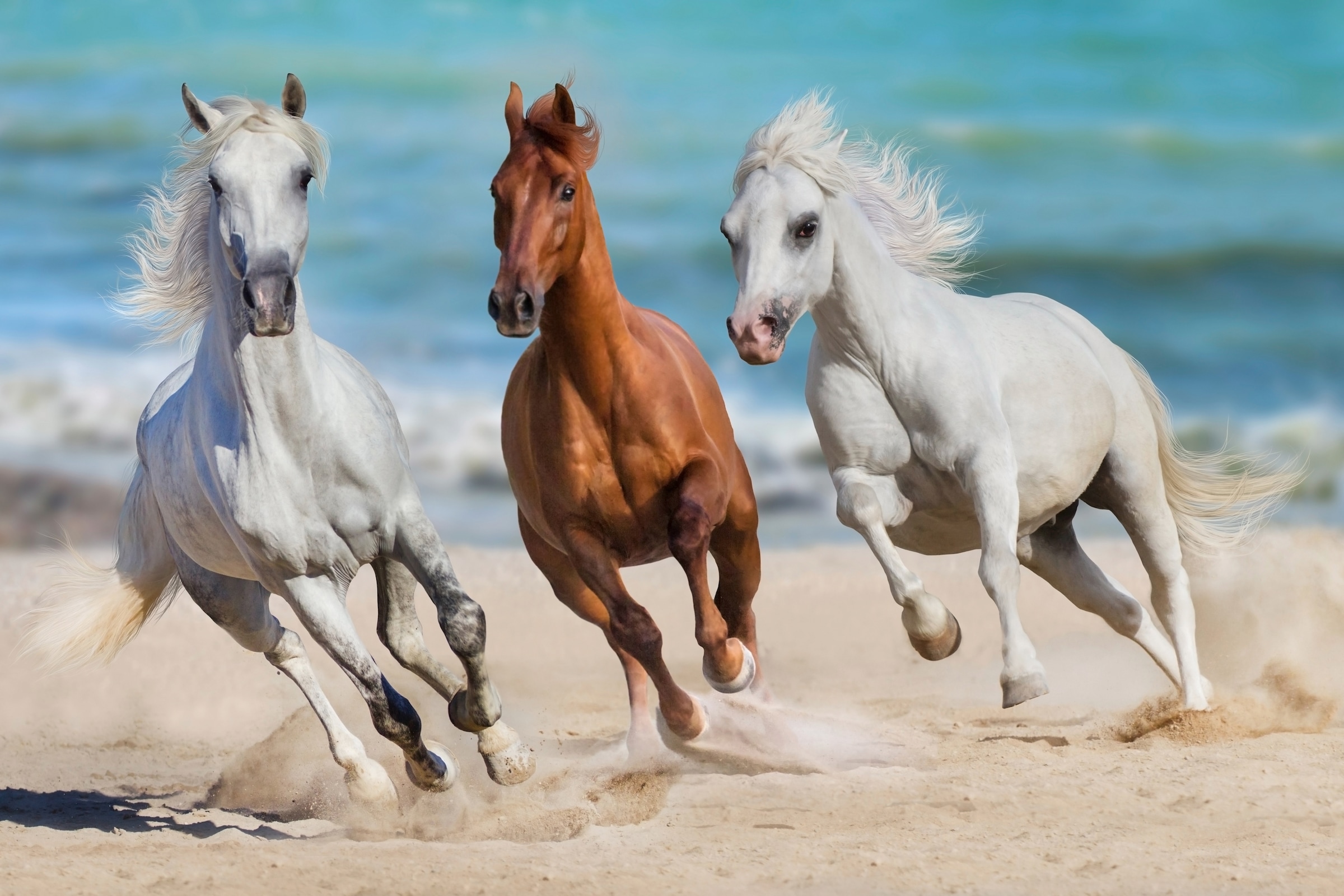 Image of Papermoon Fototapete "Horse Herd Run Gallop" glatt