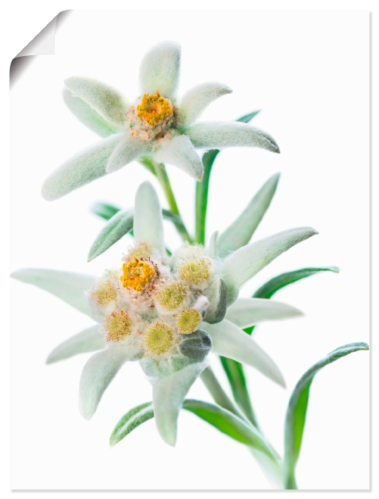 Wandbild »Edelweiss«, Blumen, (1 St.), als Poster, Wandaufkleber in verschied. Grössen