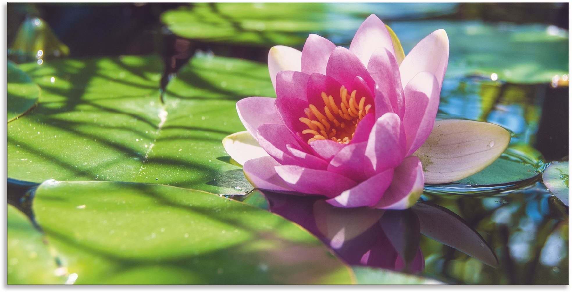 Image of Artland Alu-Dibond-Druck "Seerose Nahaufnahme" Blumenbilder 1 Stk. tlg. für Innen- und Aussenbereich geeignet, Outdoorbild