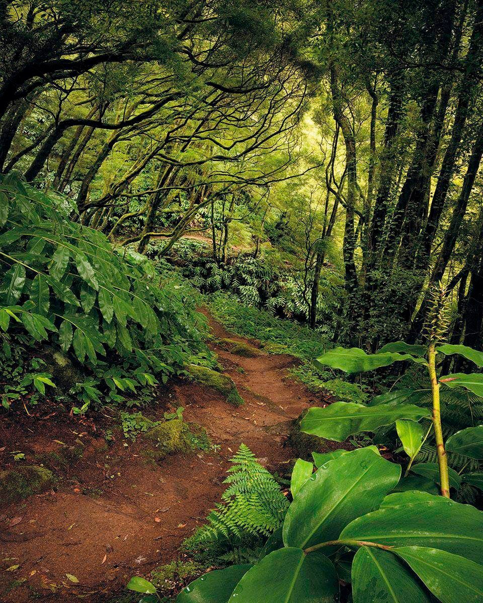 Image of Komar Vliestapete »Hefele The path«, naturalistisch bei Ackermann Versand Schweiz