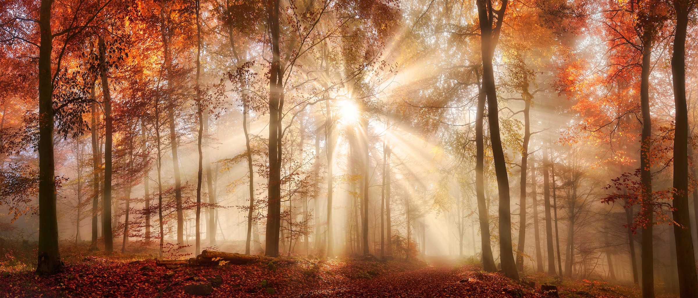 Image of Bönninghoff Leinwandbild "Herbst" Wald 1 Stk. tlg. BxH: 140x60 cm