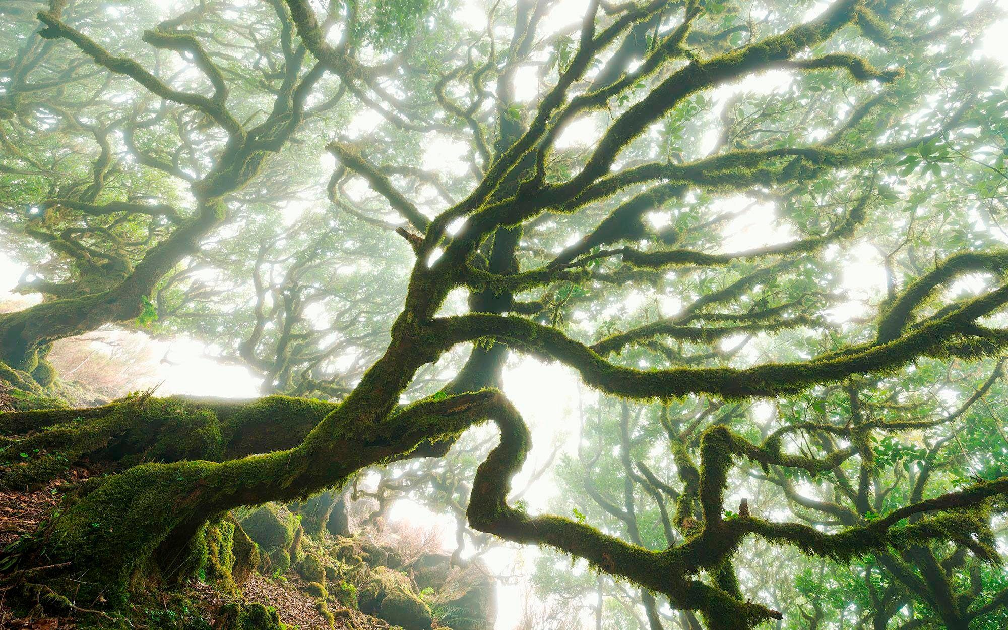Image of Komar Vliestapete »Pure The Forgotten Fore«, naturalistisch bei Ackermann Versand Schweiz